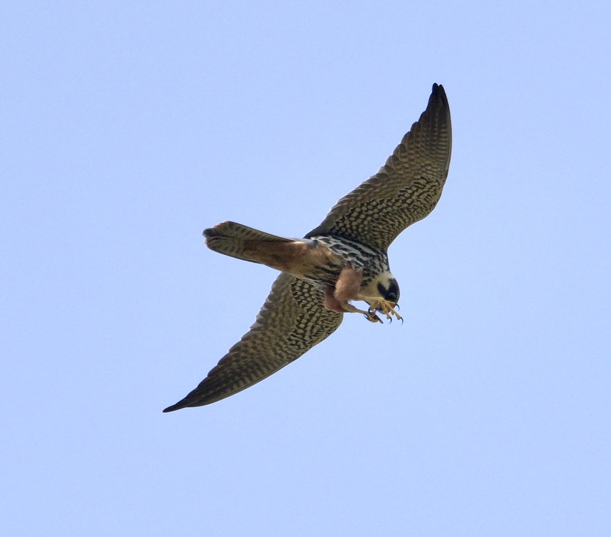 Hobby - 26-04-2025