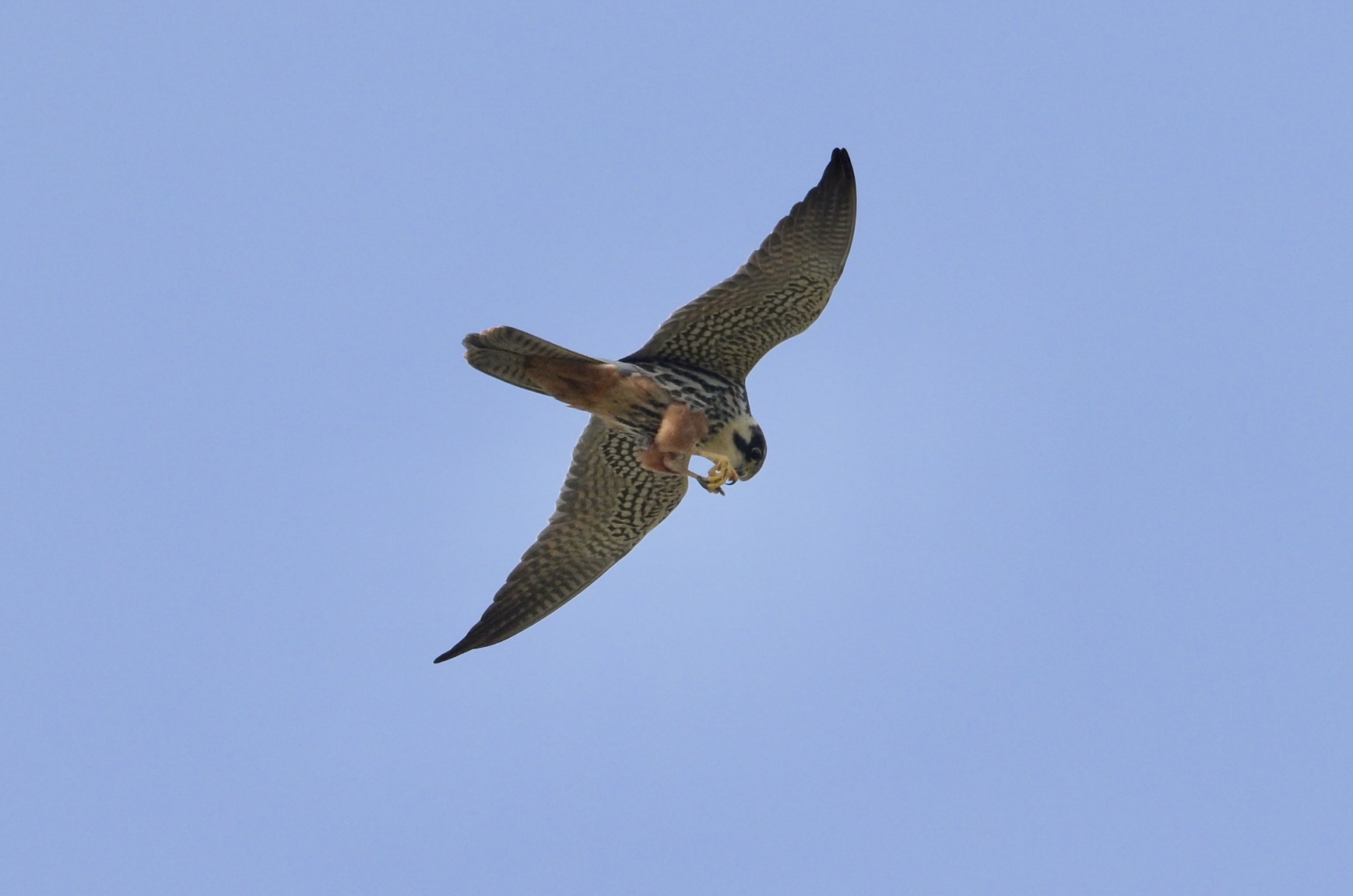 Hobby - 26-04-2025