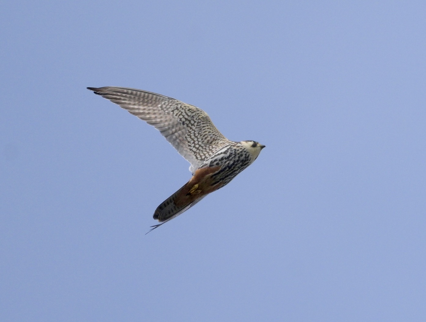 Hobby - 26-04-2025