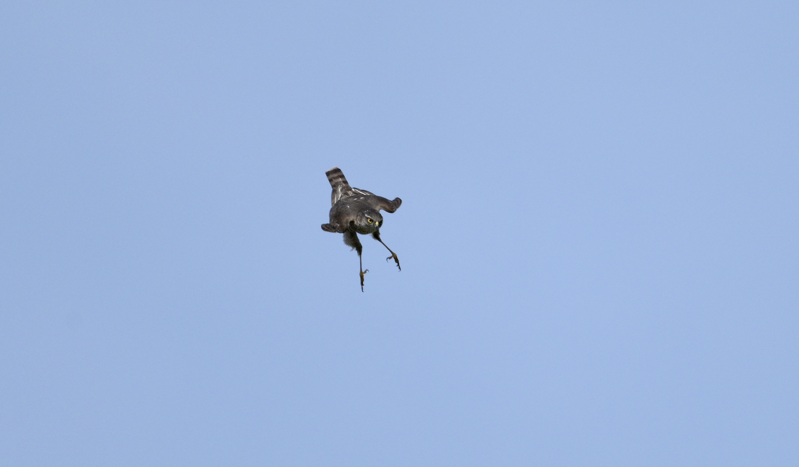 Sparrowhawk - 28-04-2025