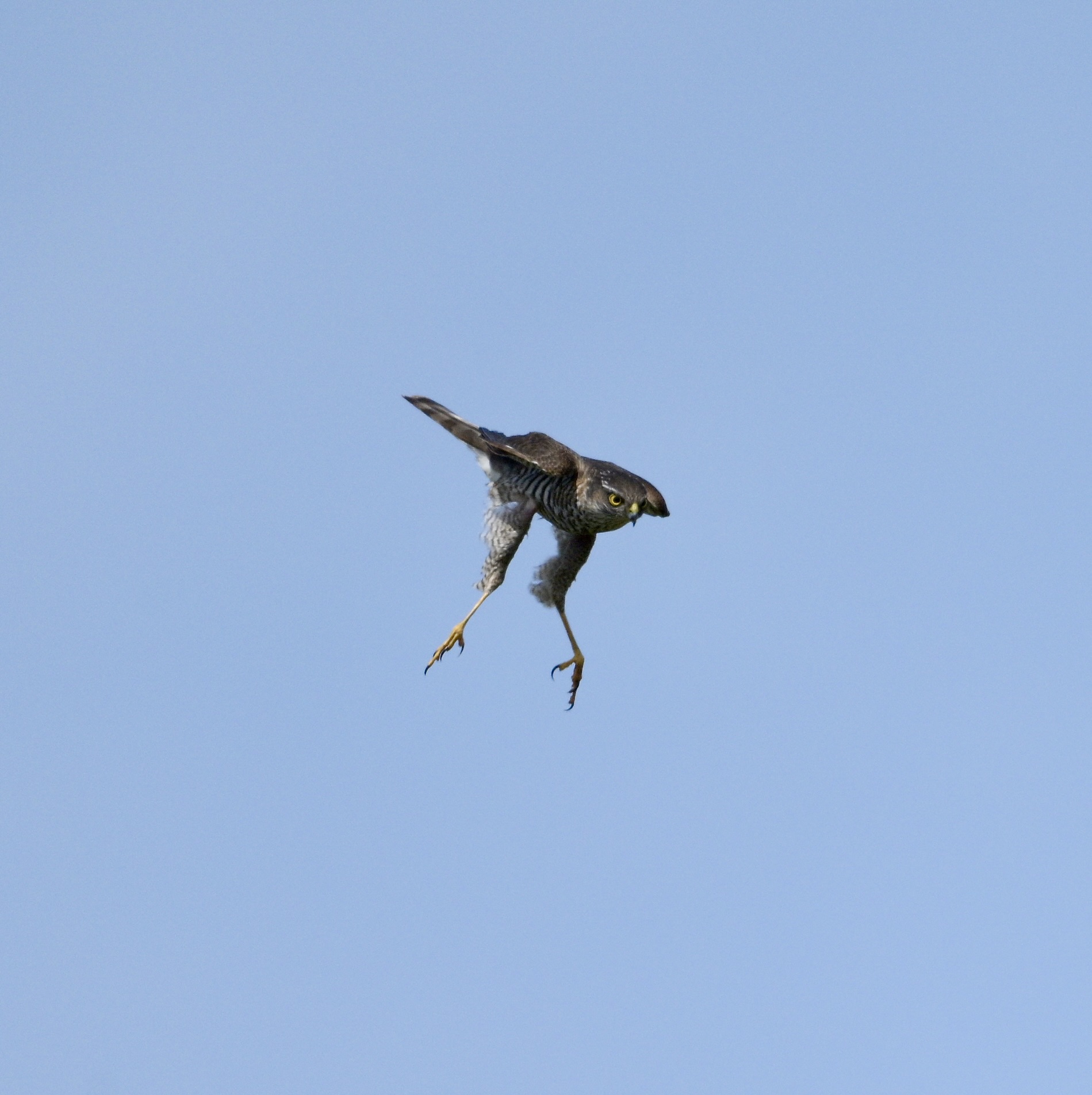 Sparrowhawk - 28-04-2025