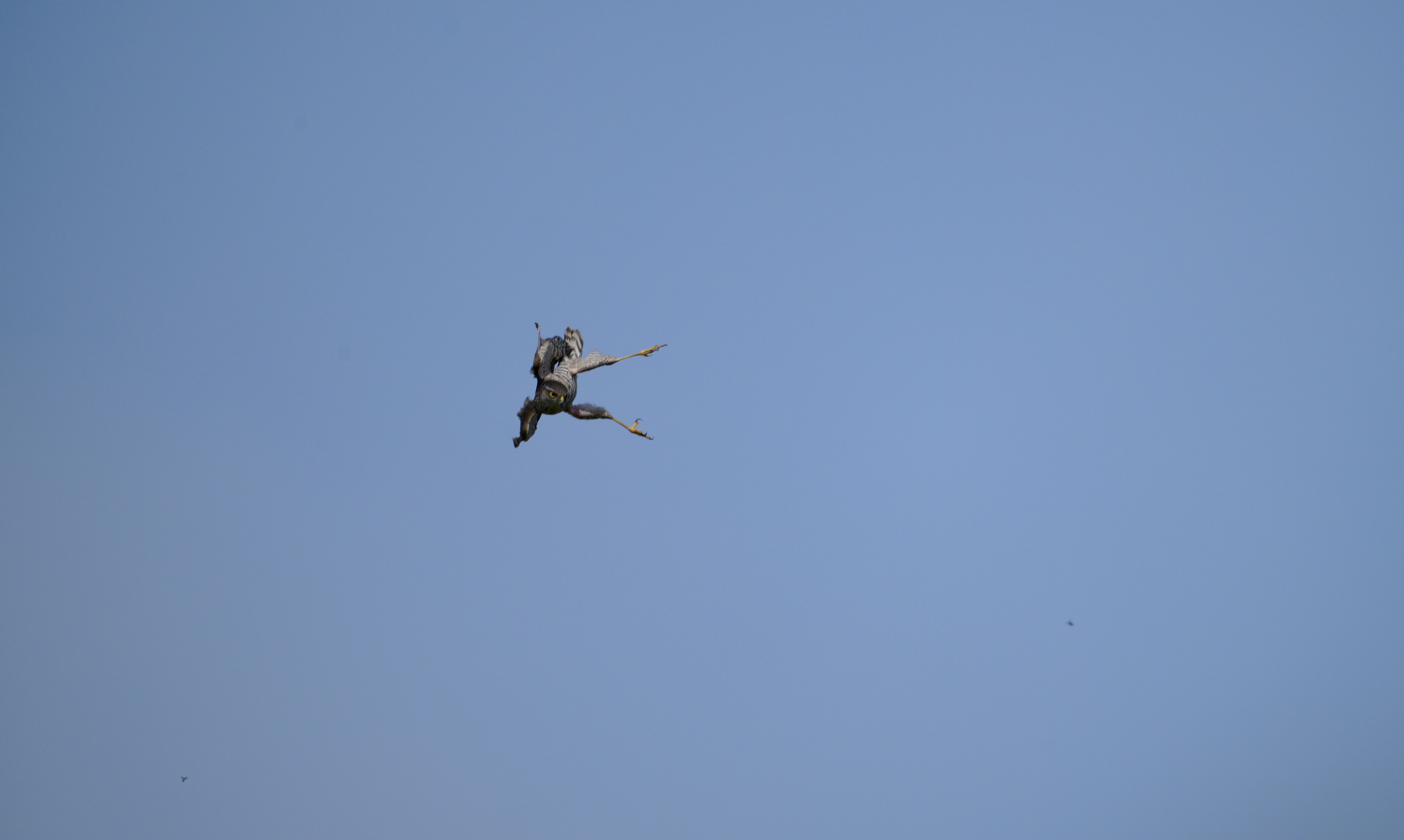 Sparrowhawk - 28-04-2025