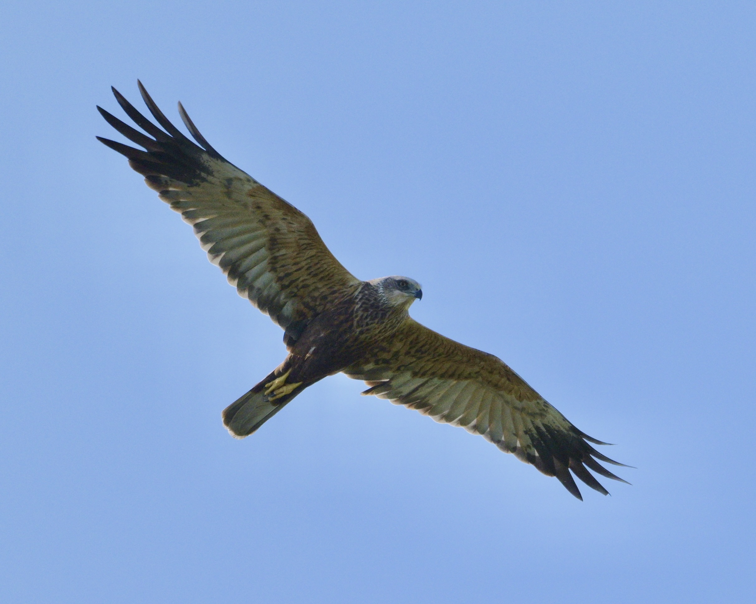Marsh Harrier - 29-04-2025