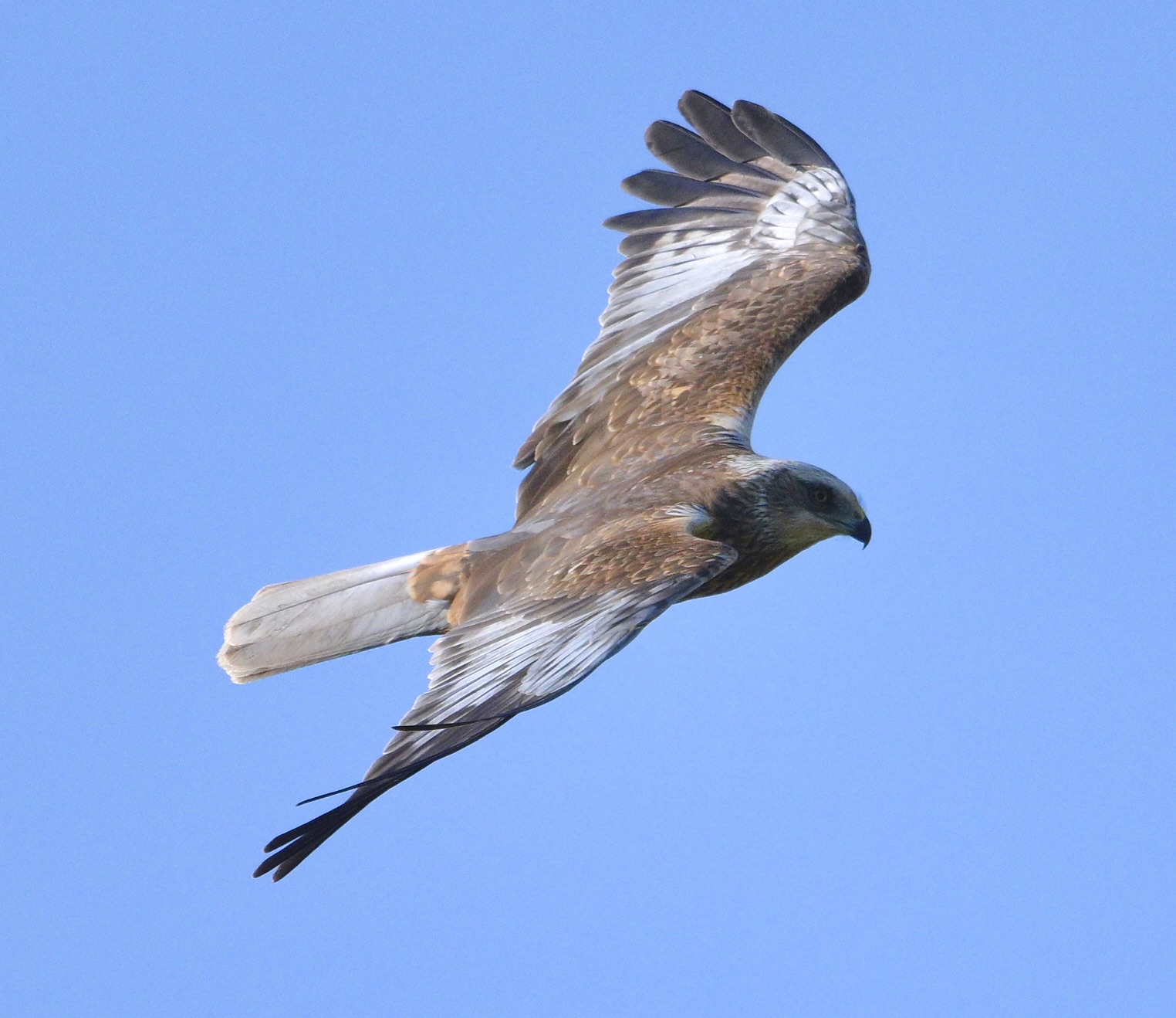 Marsh Harrier - 29-04-2025
