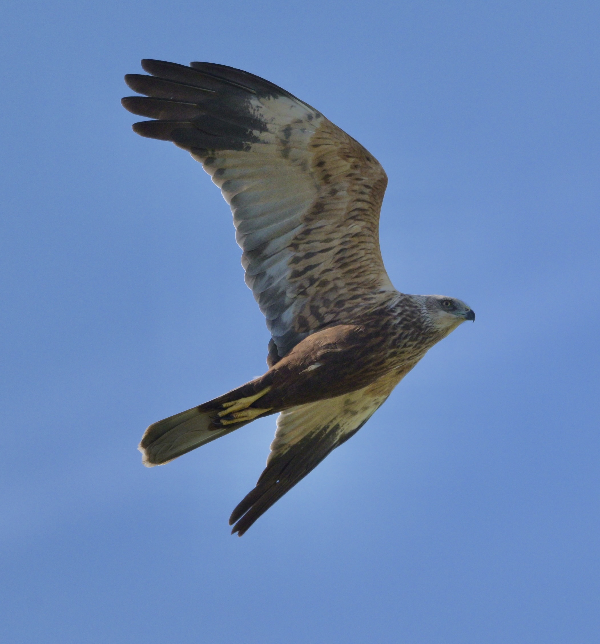Marsh Harrier - 29-04-2025