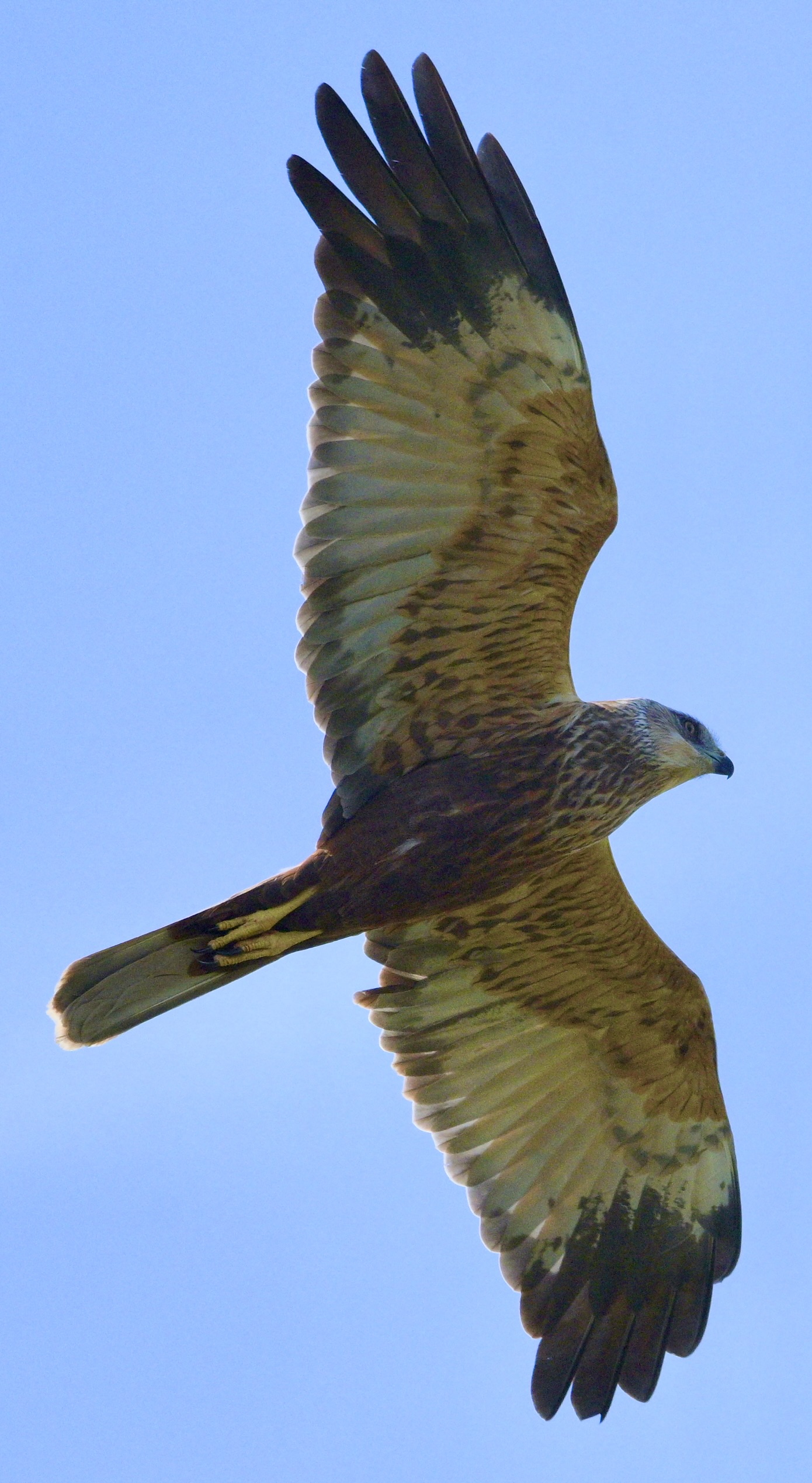 Marsh Harrier - 29-04-2025