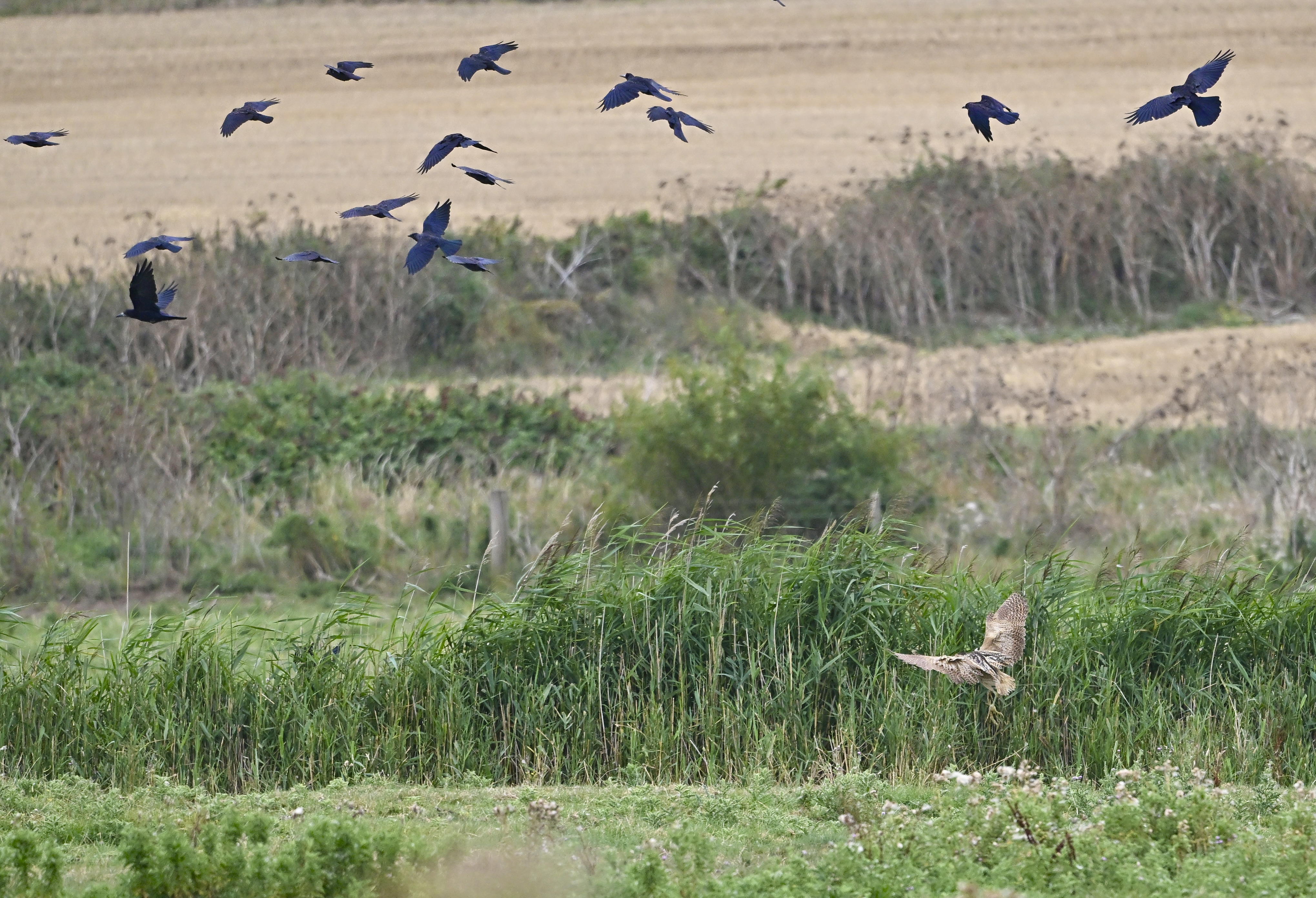 Bittern - 18-08-2025
