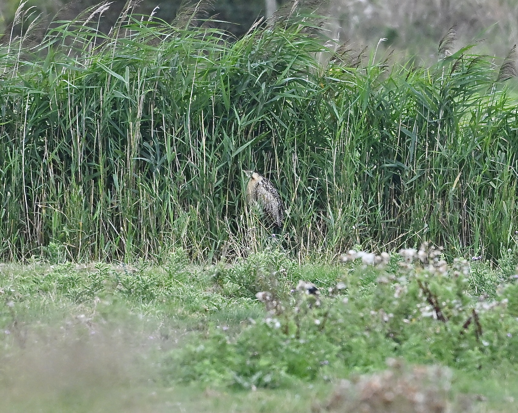 Bittern - 18-08-2025