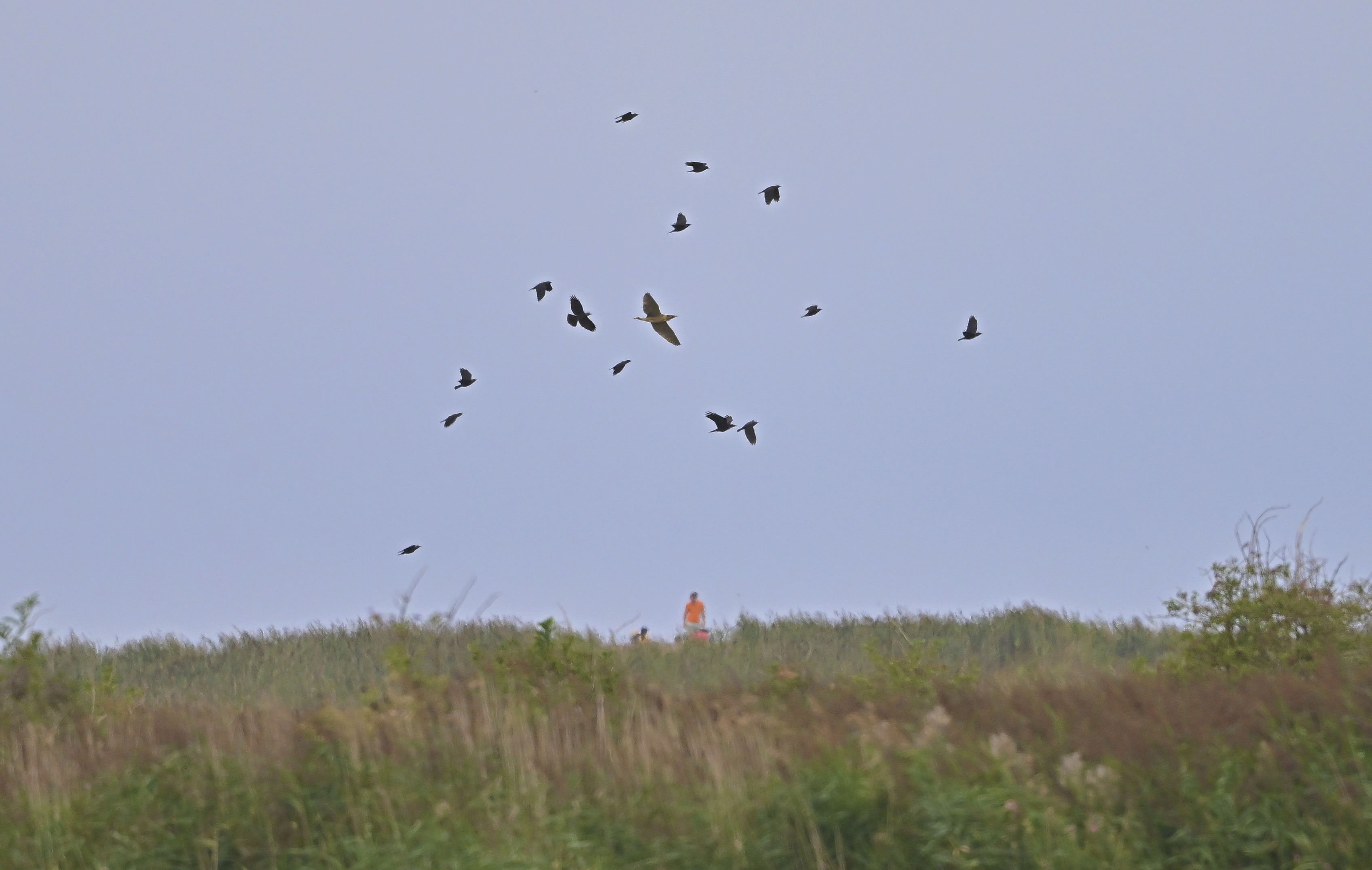 Bittern - 18-08-2025