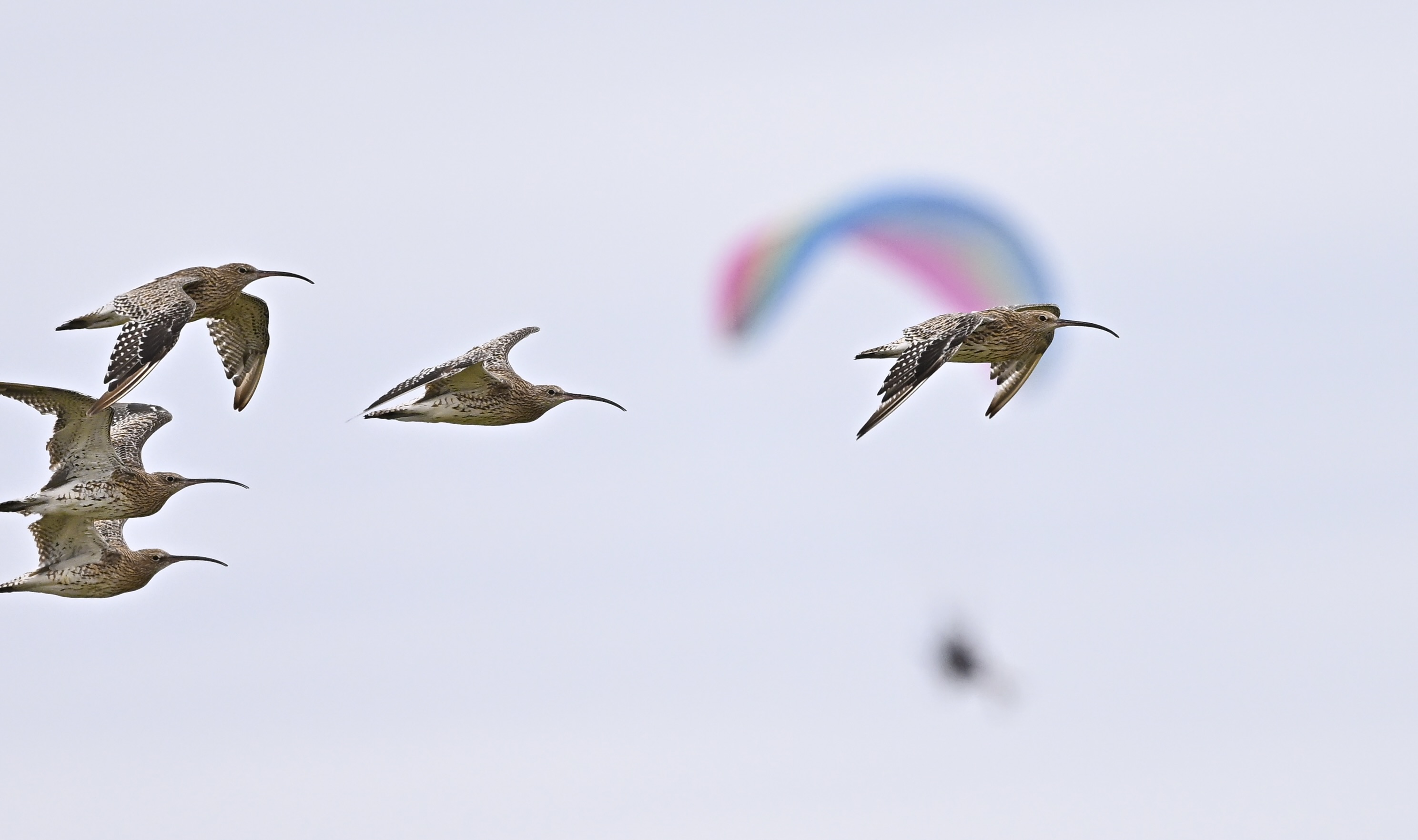 Curlew - 23-08-2025