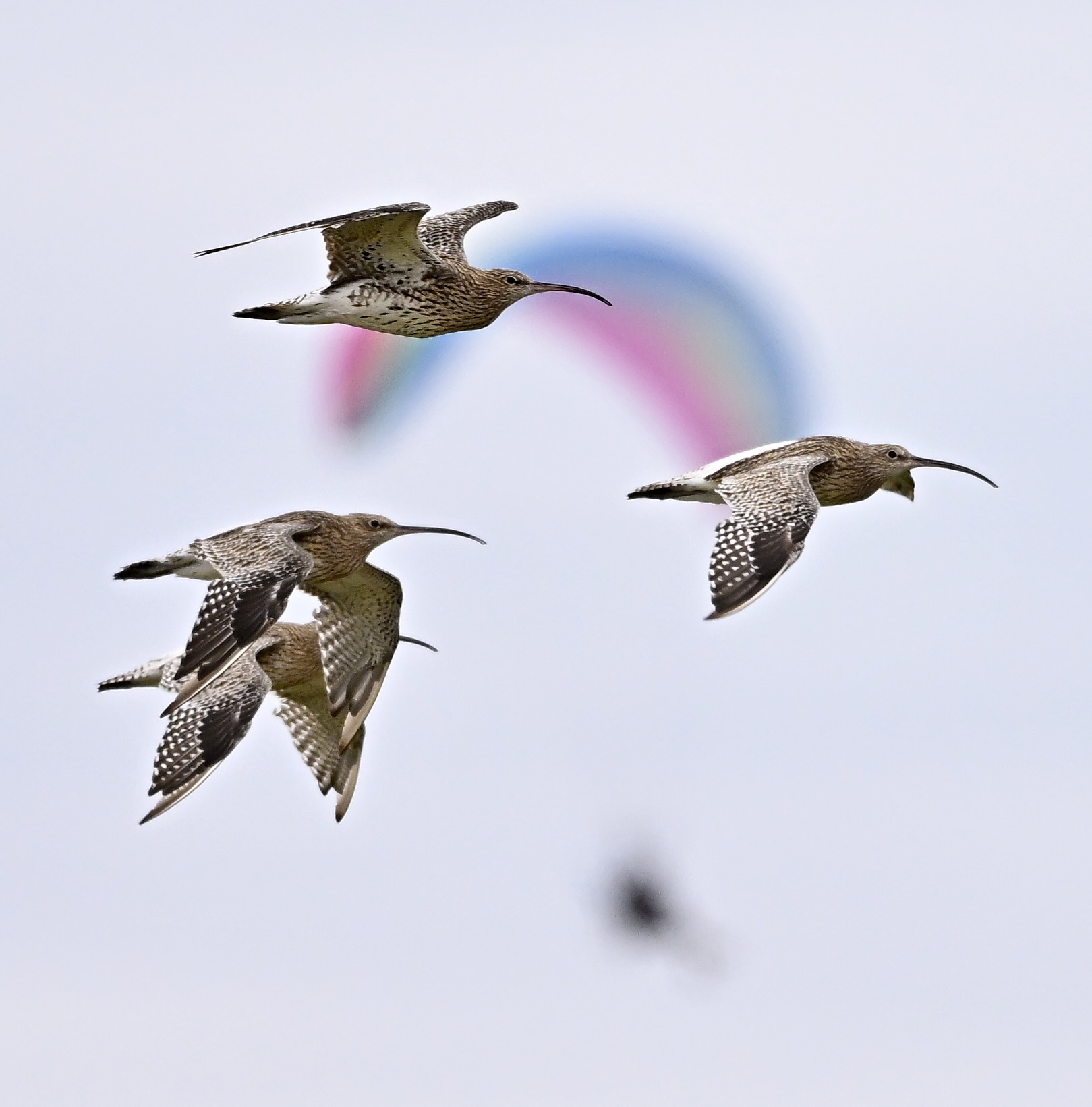 Curlew - 23-08-2025