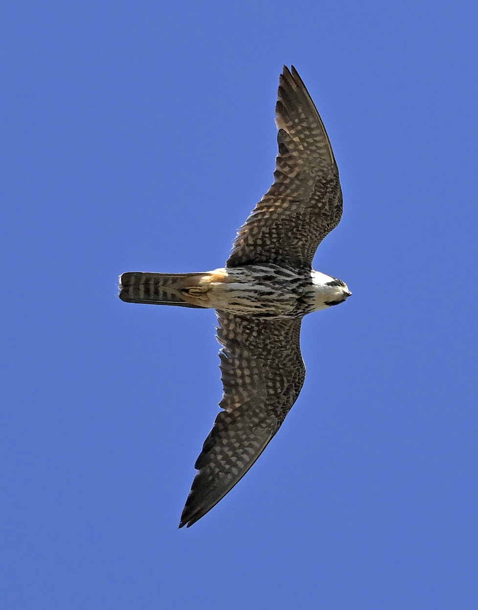 Hobby - 25-08-2025