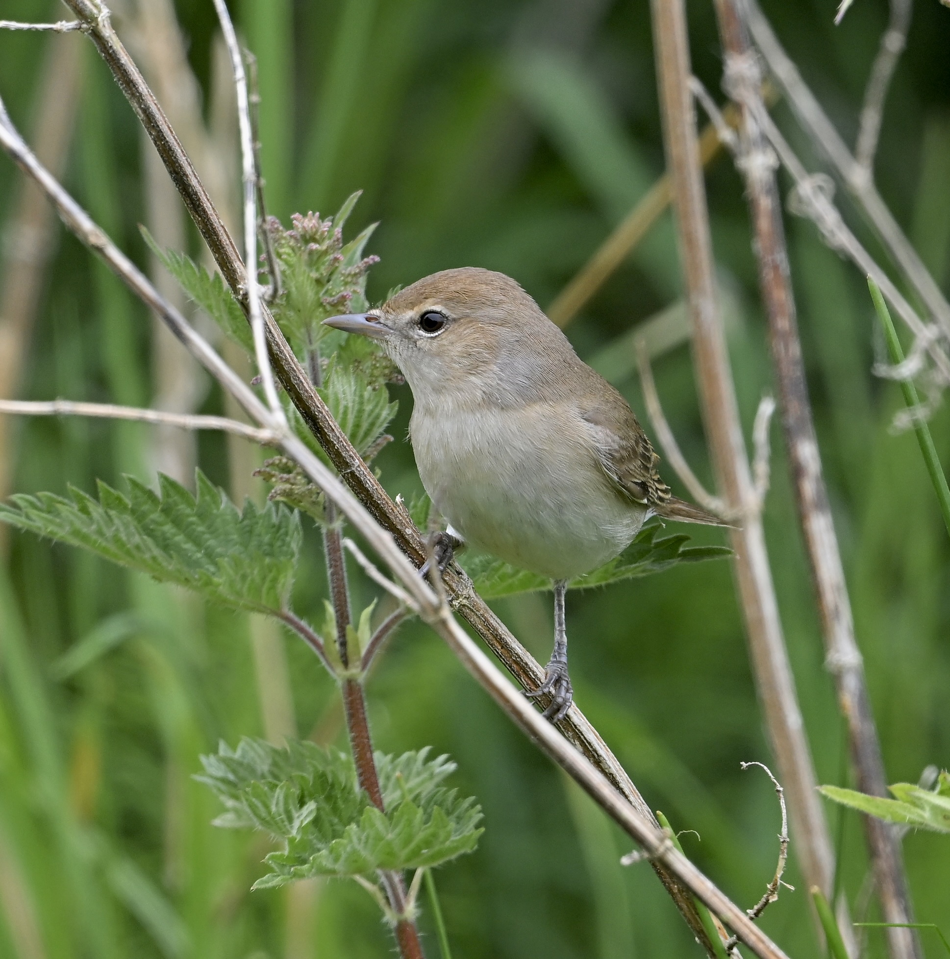 Garden Warbler - 20-05-2025