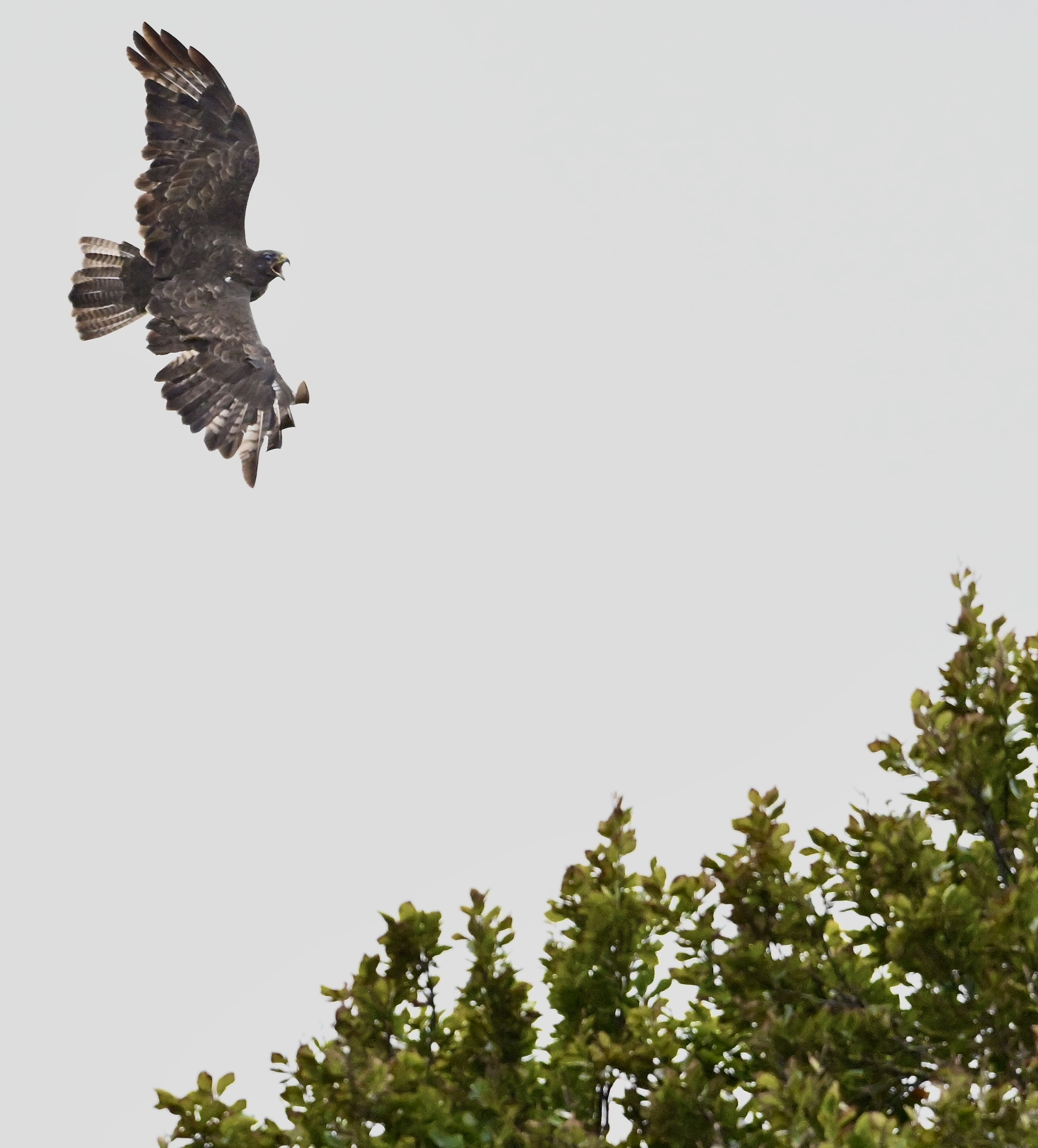 Buzzard - 27-09-2024