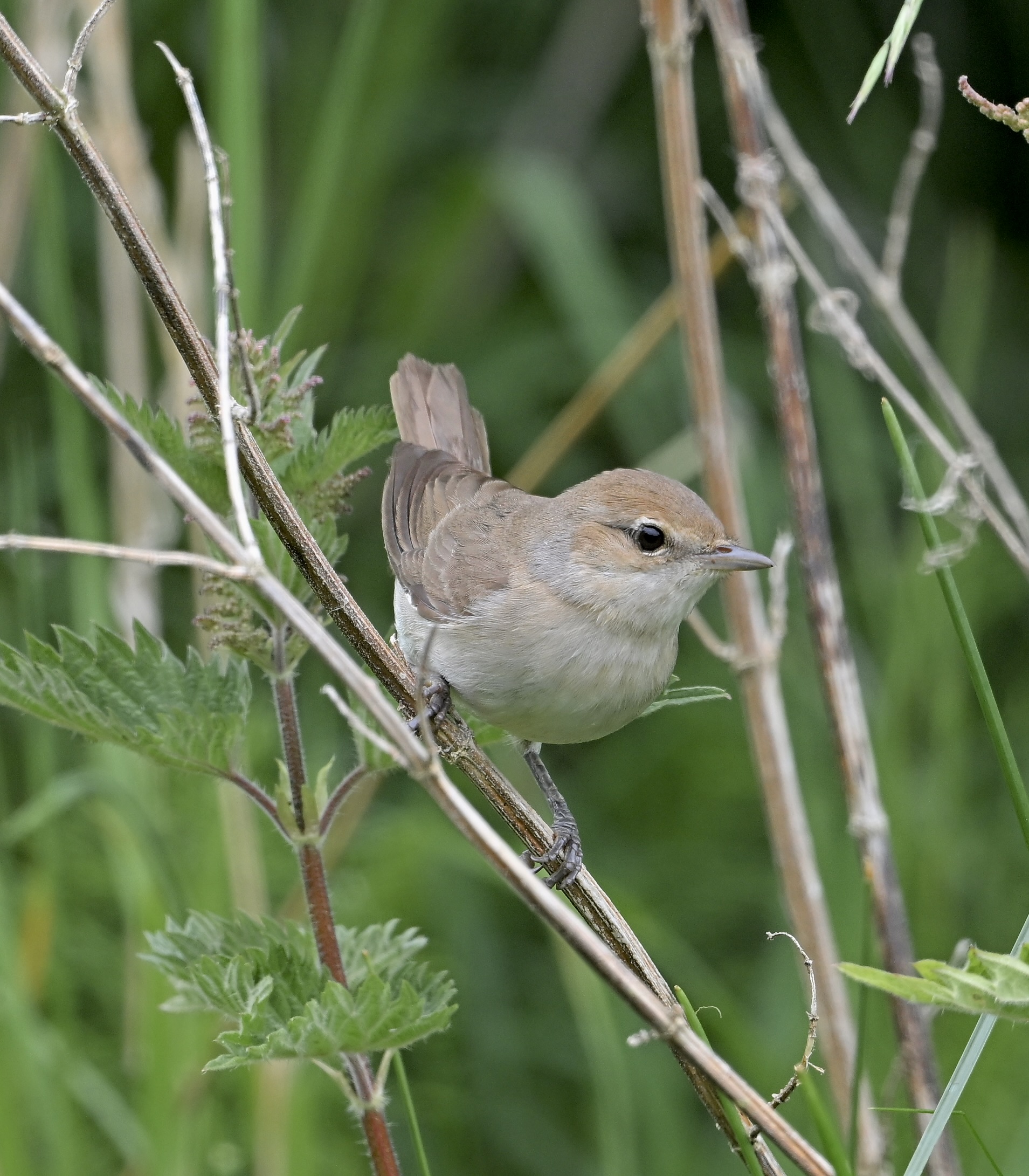 Garden Warbler - 20-05-2025