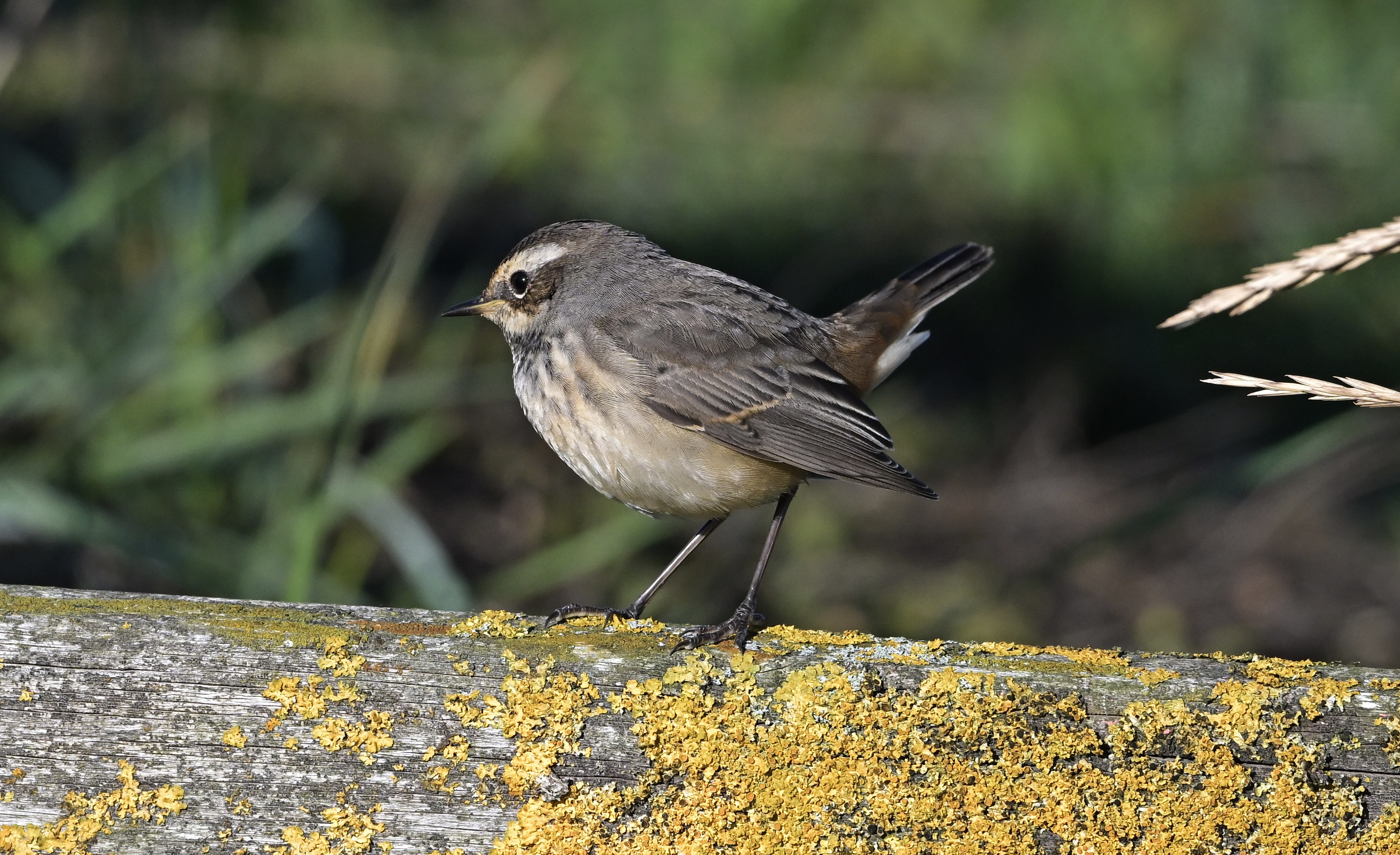 Bluethroat - 04-10-2024