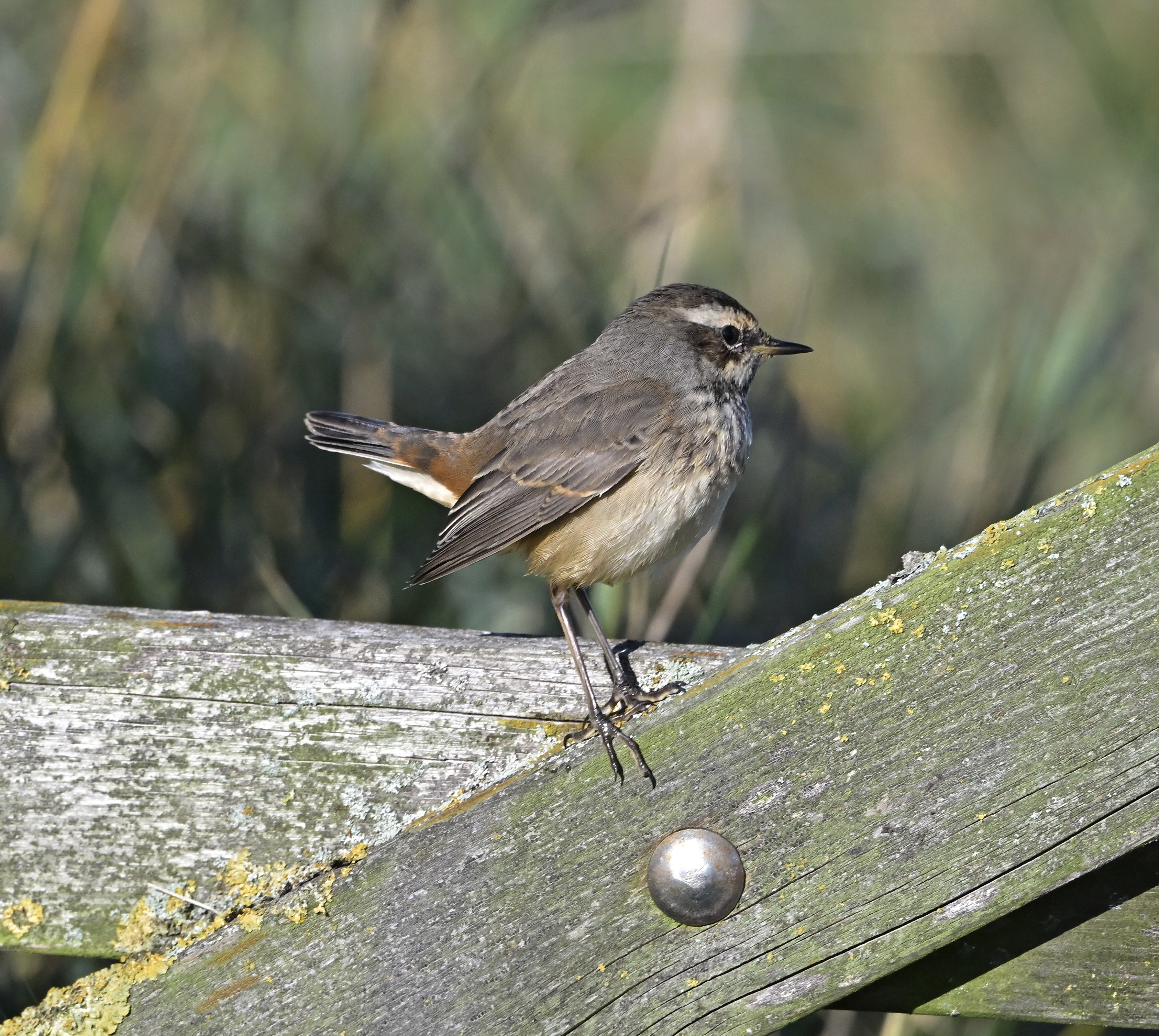 Bluethroat - 04-10-2024