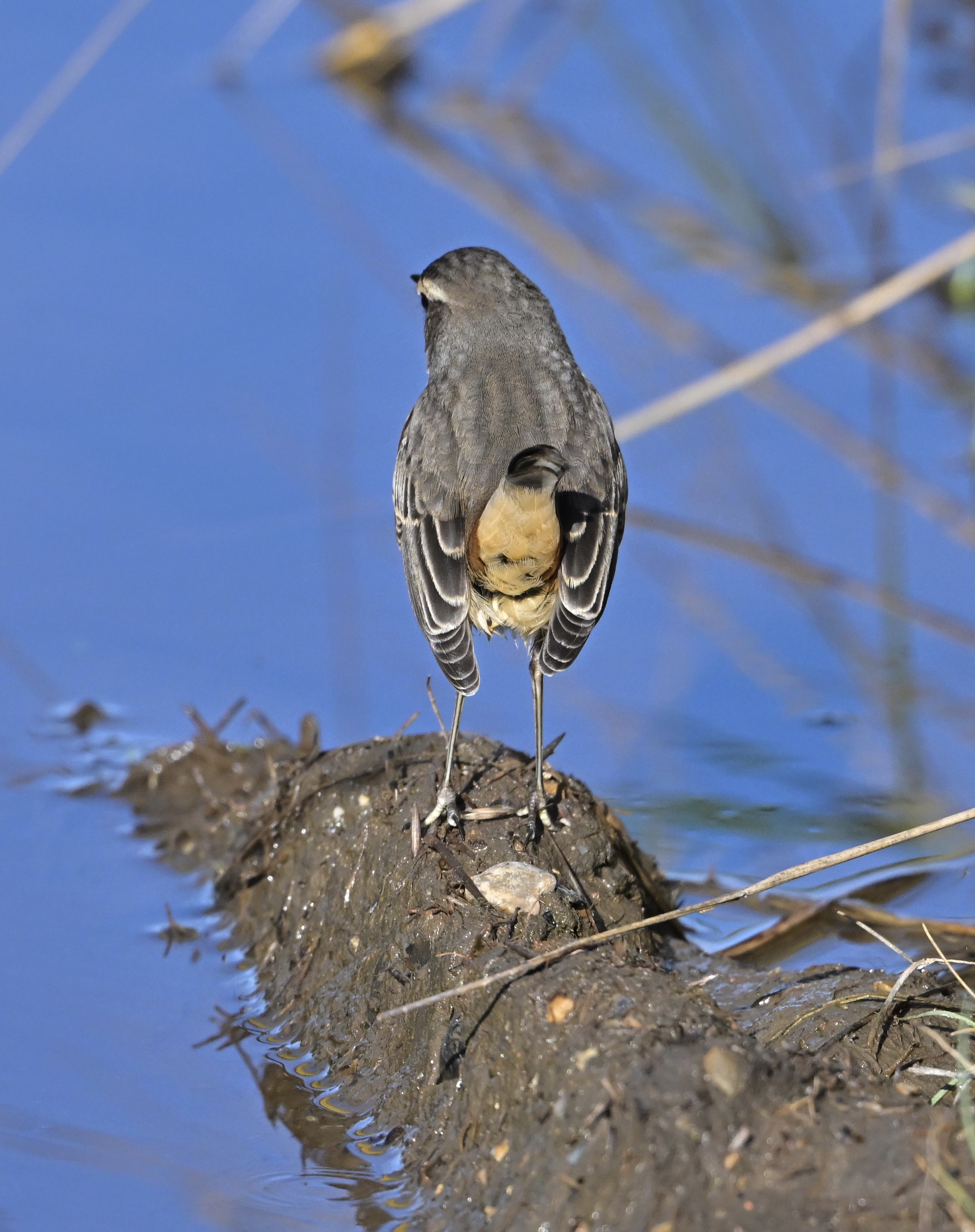 Bluethroat - 04-10-2024