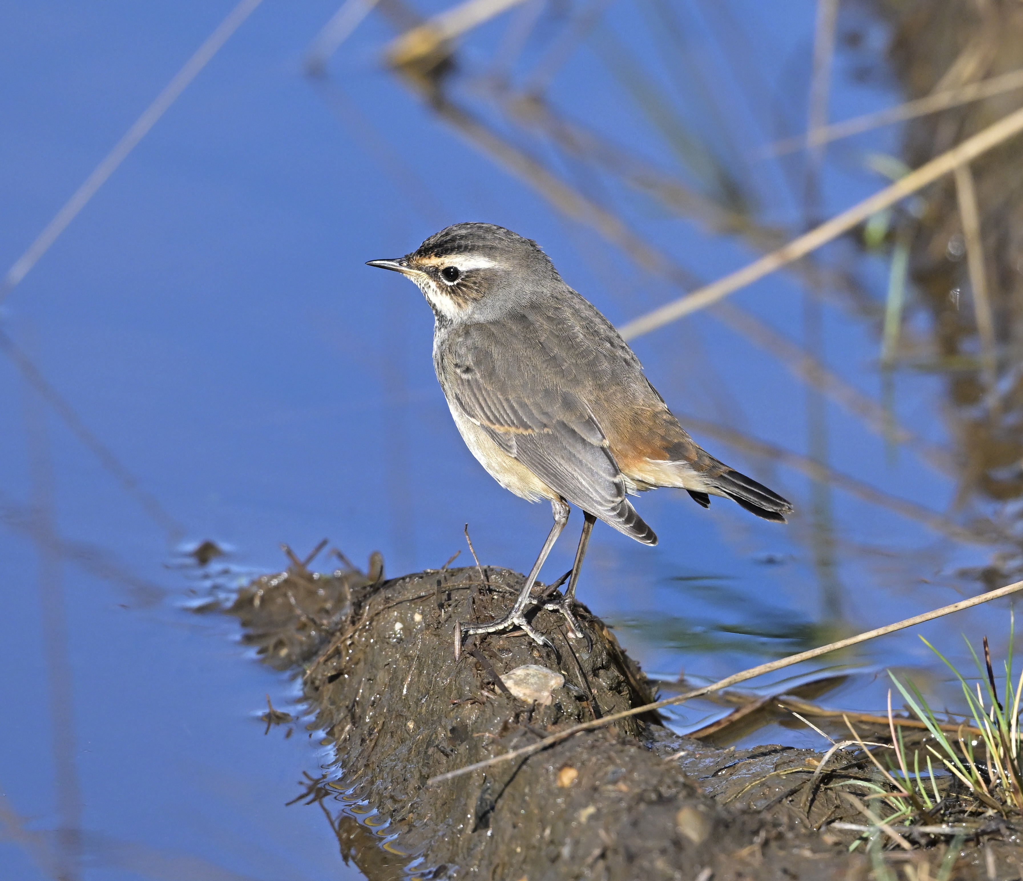 Bluethroat - 04-10-2024