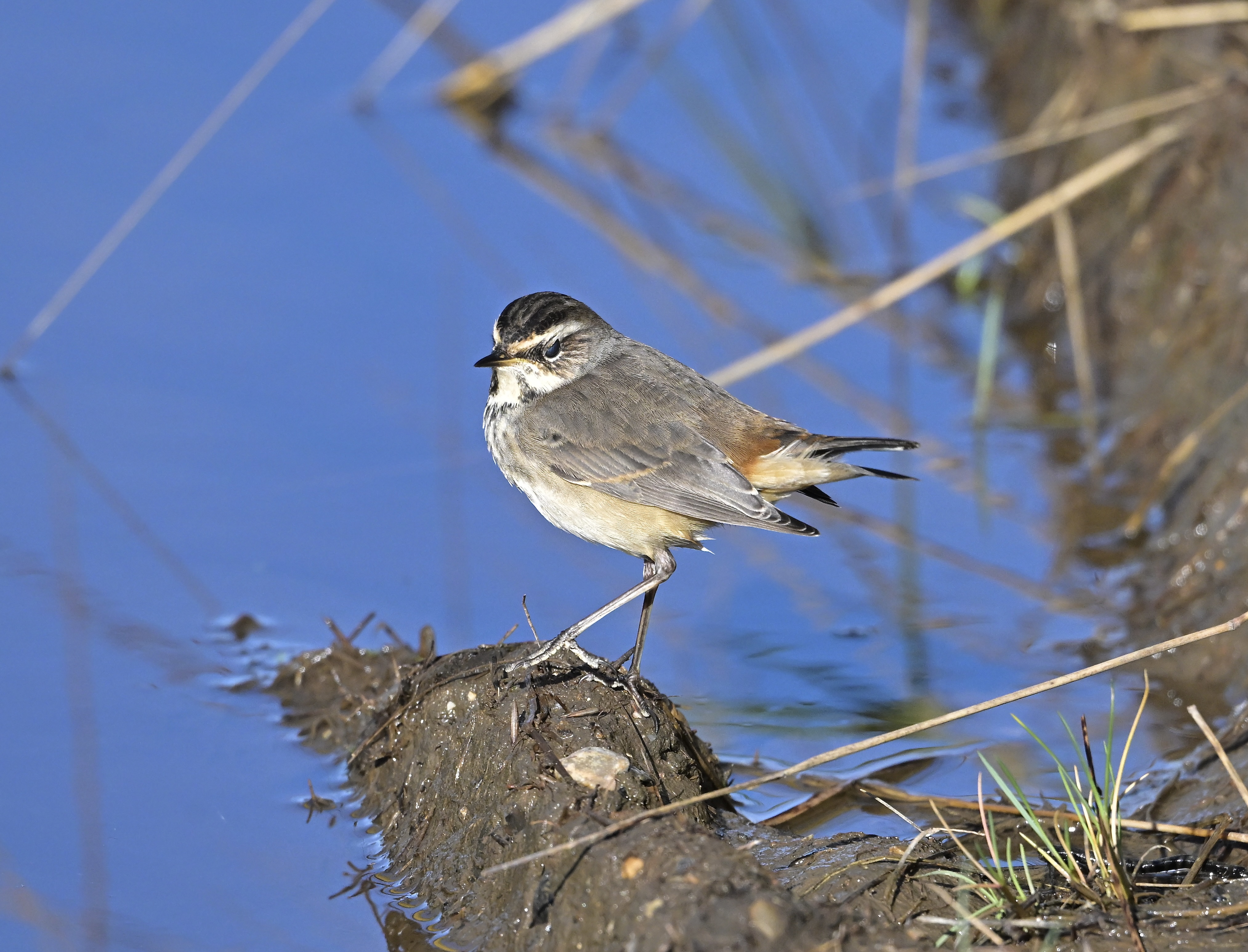 Bluethroat - 04-10-2024