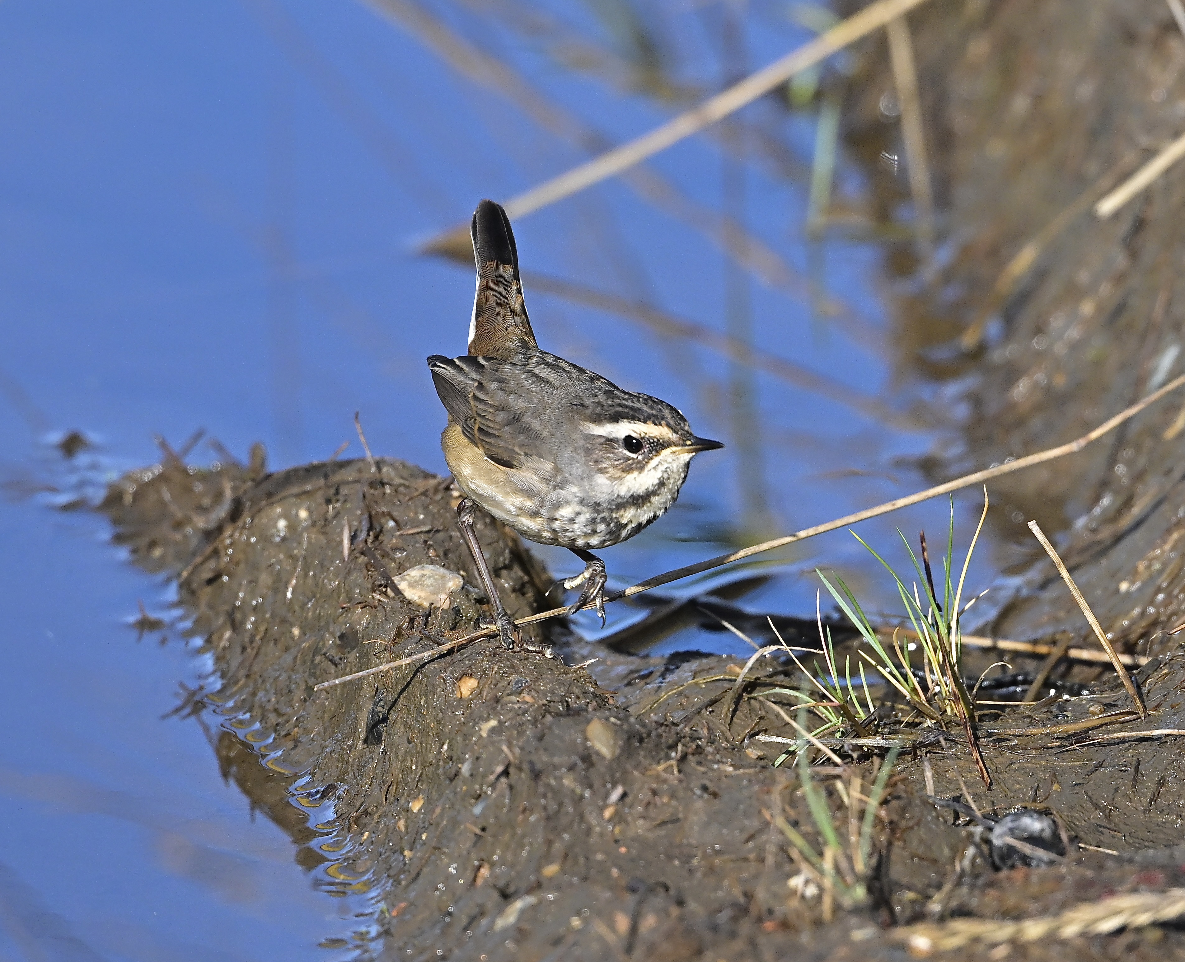 Bluethroat - 04-10-2024