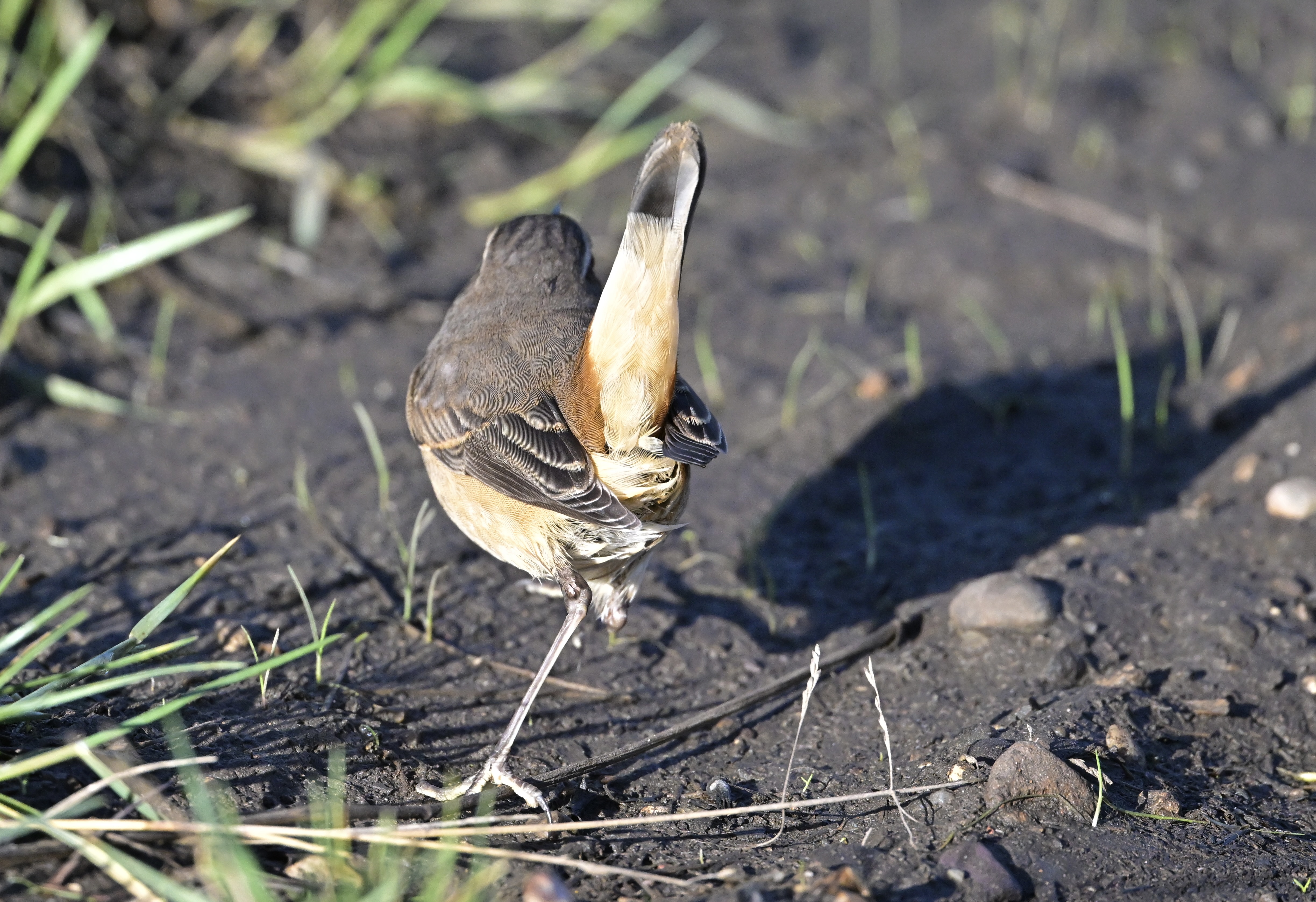 Bluethroat - 04-10-2024