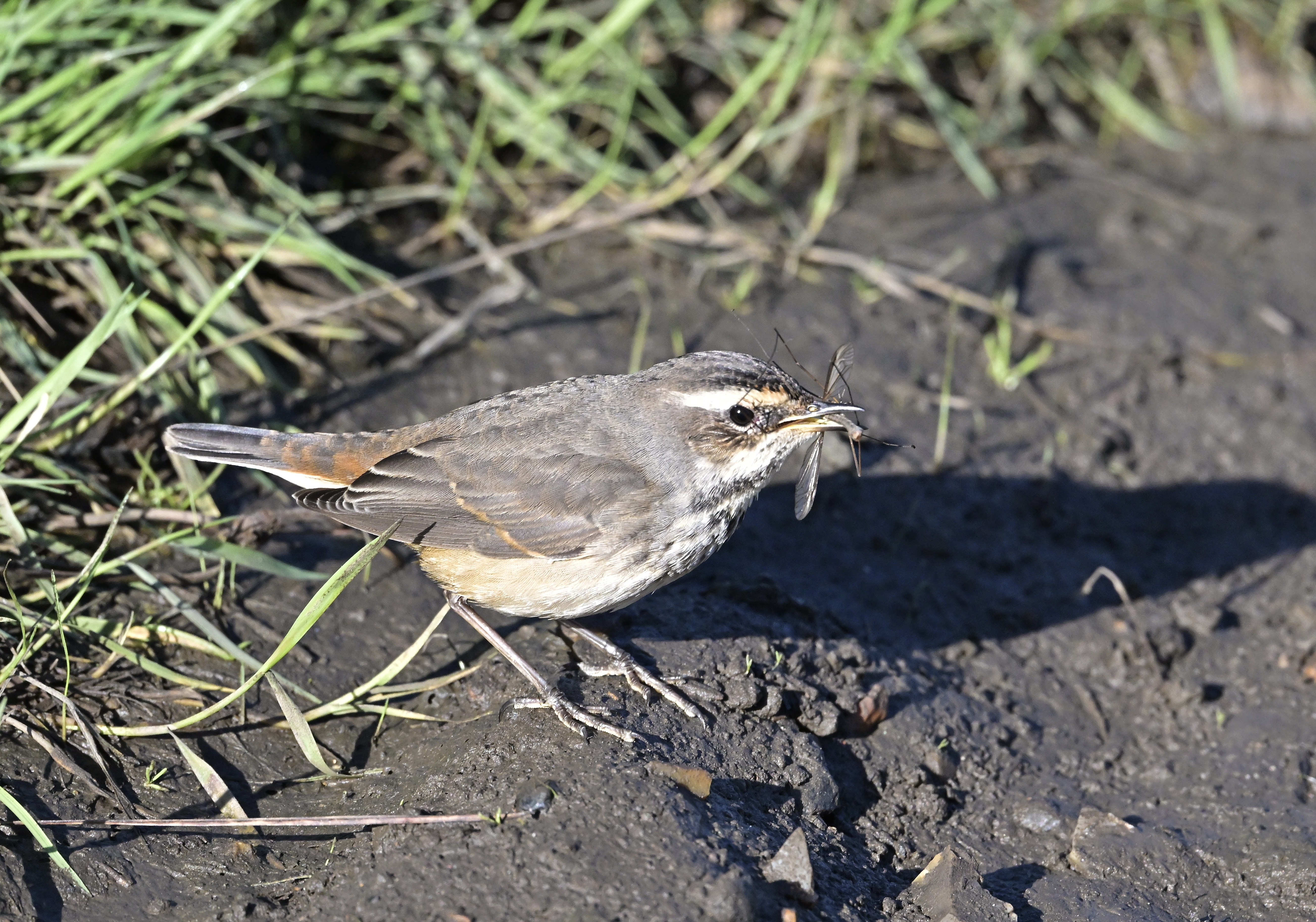 Bluethroat - 04-10-2024