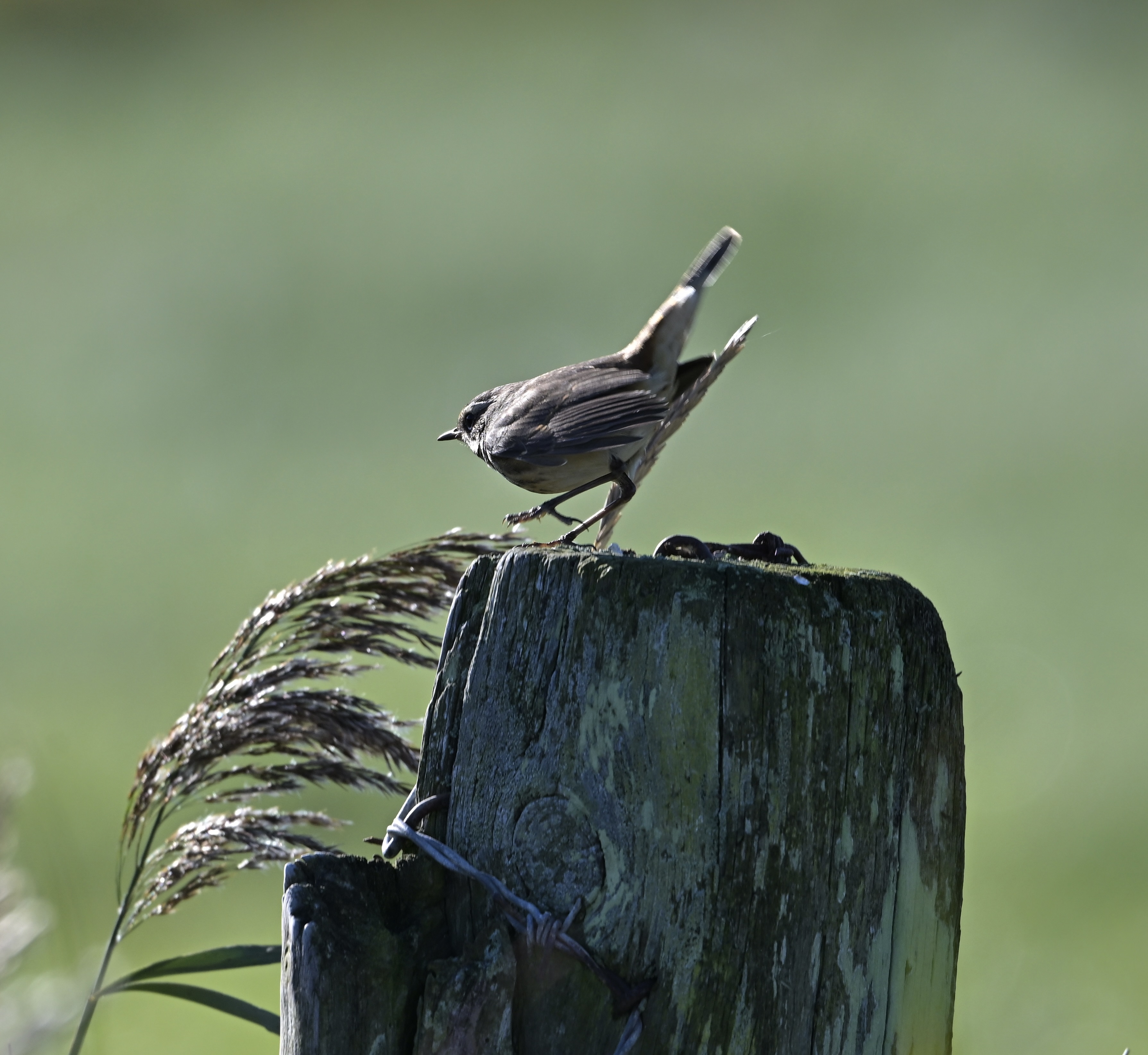 Bluethroat - 04-10-2024