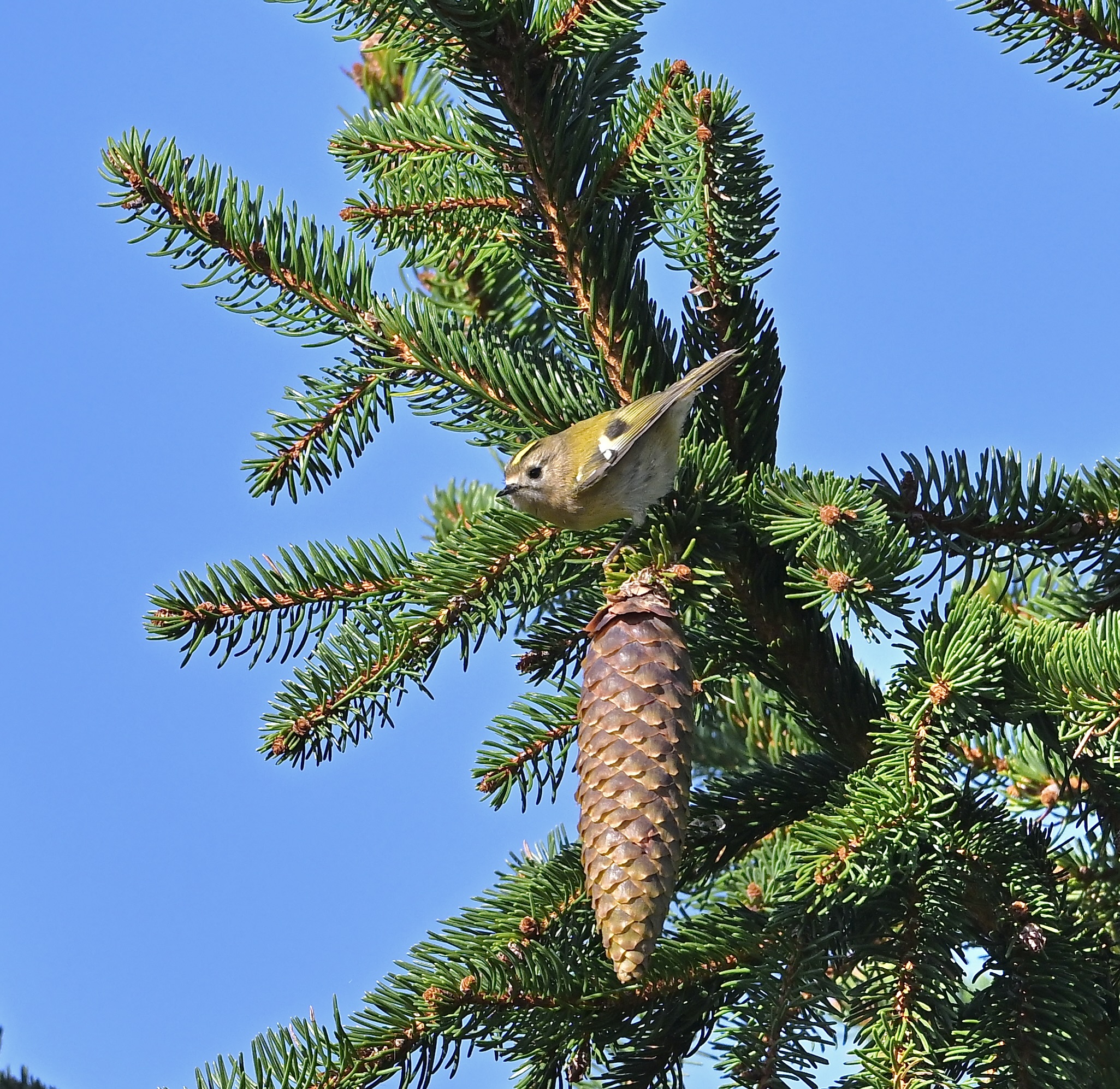 Goldcrest - 04-10-2024