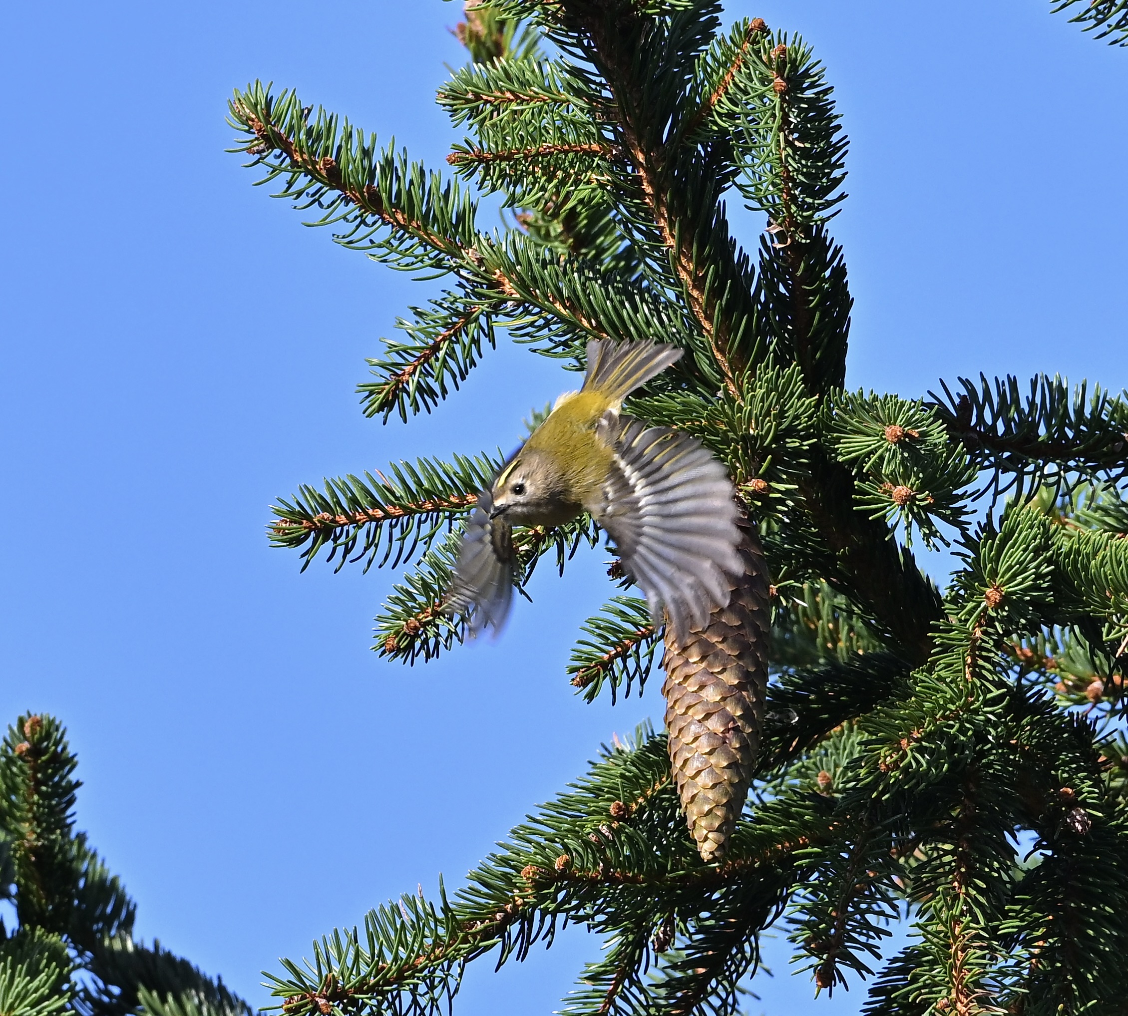 Goldcrest - 04-10-2024