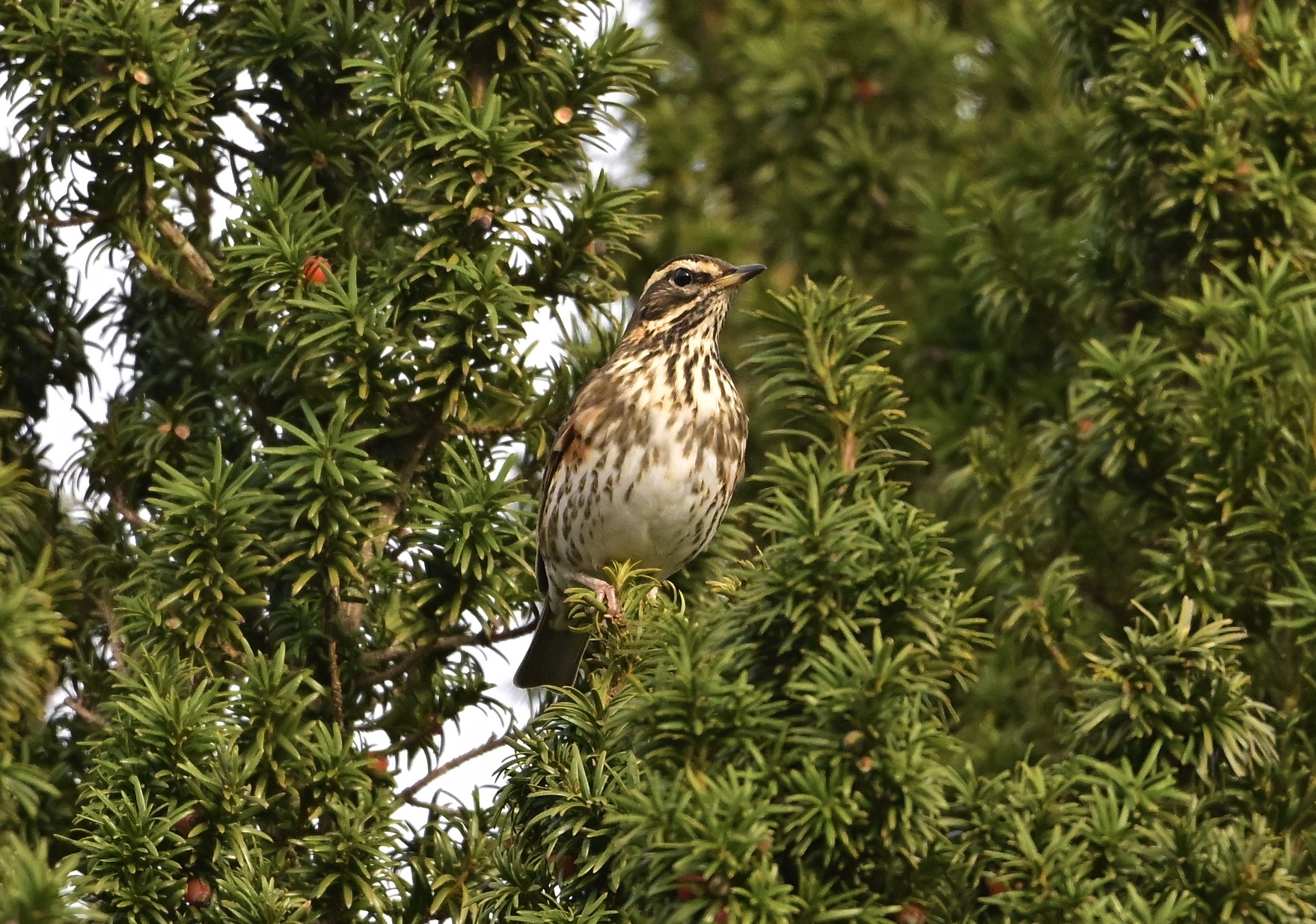 Redwing - 13-10-2024