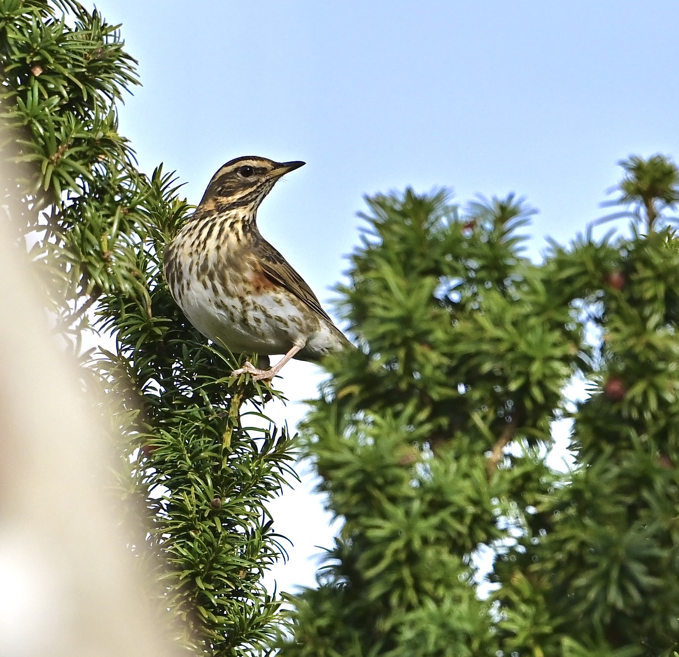 Redwing - 13-10-2024