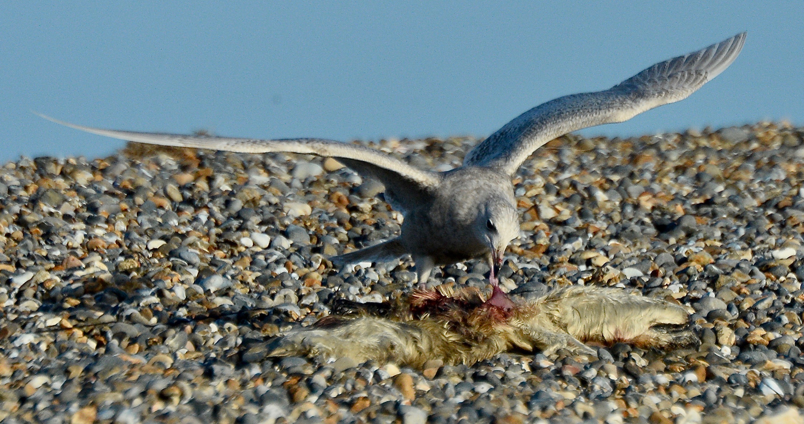 Iceland Gull - 03-01-2022