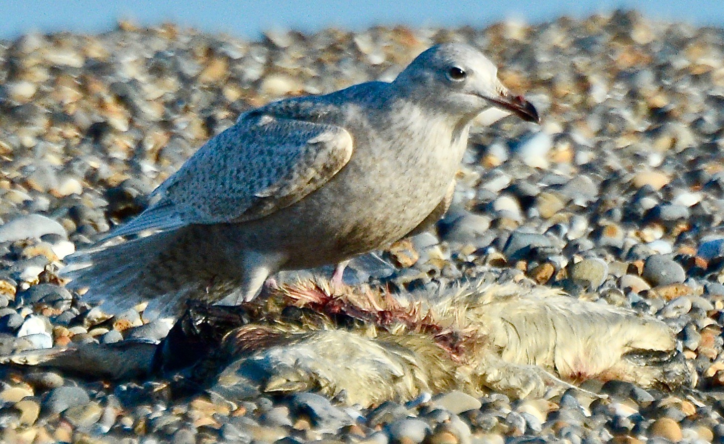 Iceland Gull - 03-01-2022