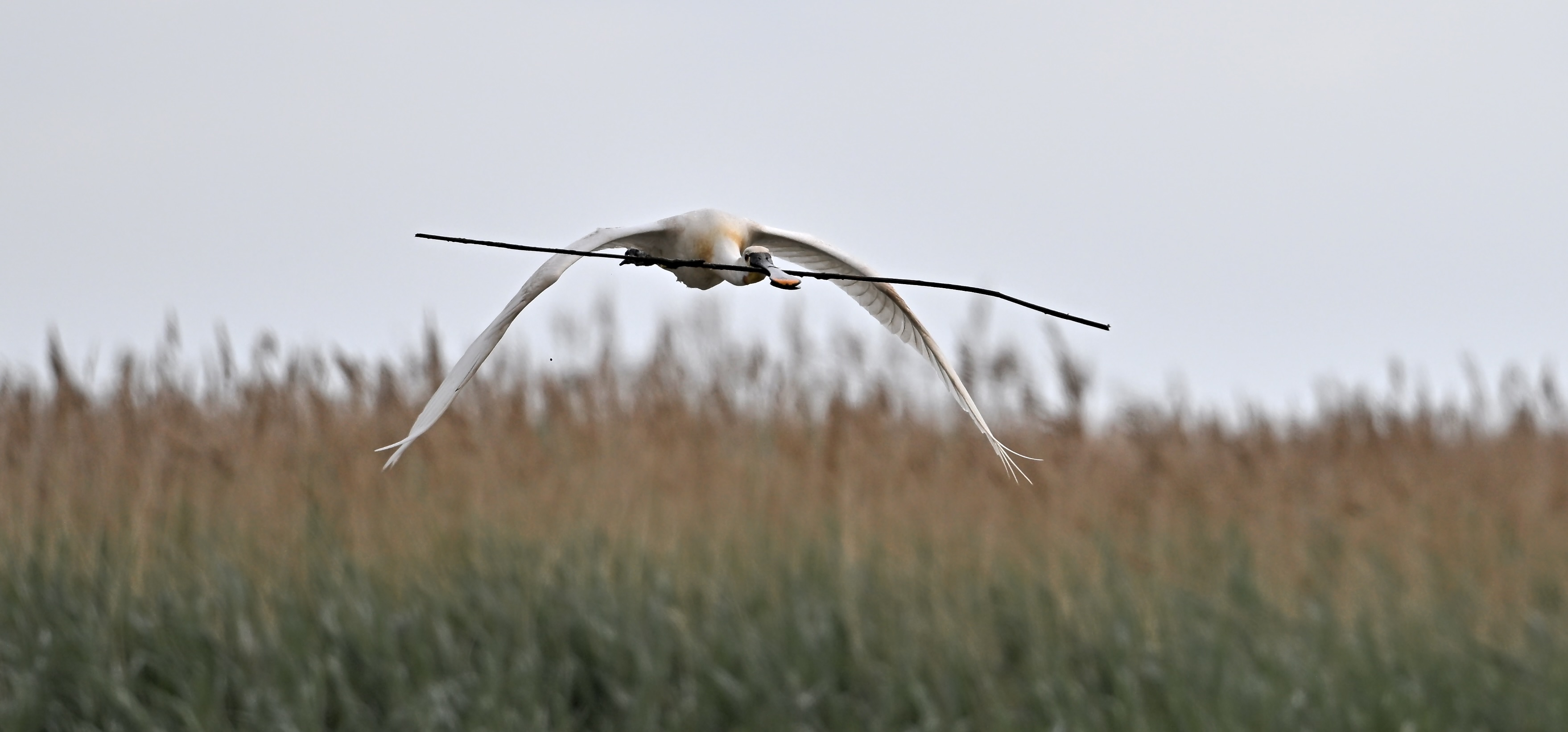 Spoonbill - 06-06-2025