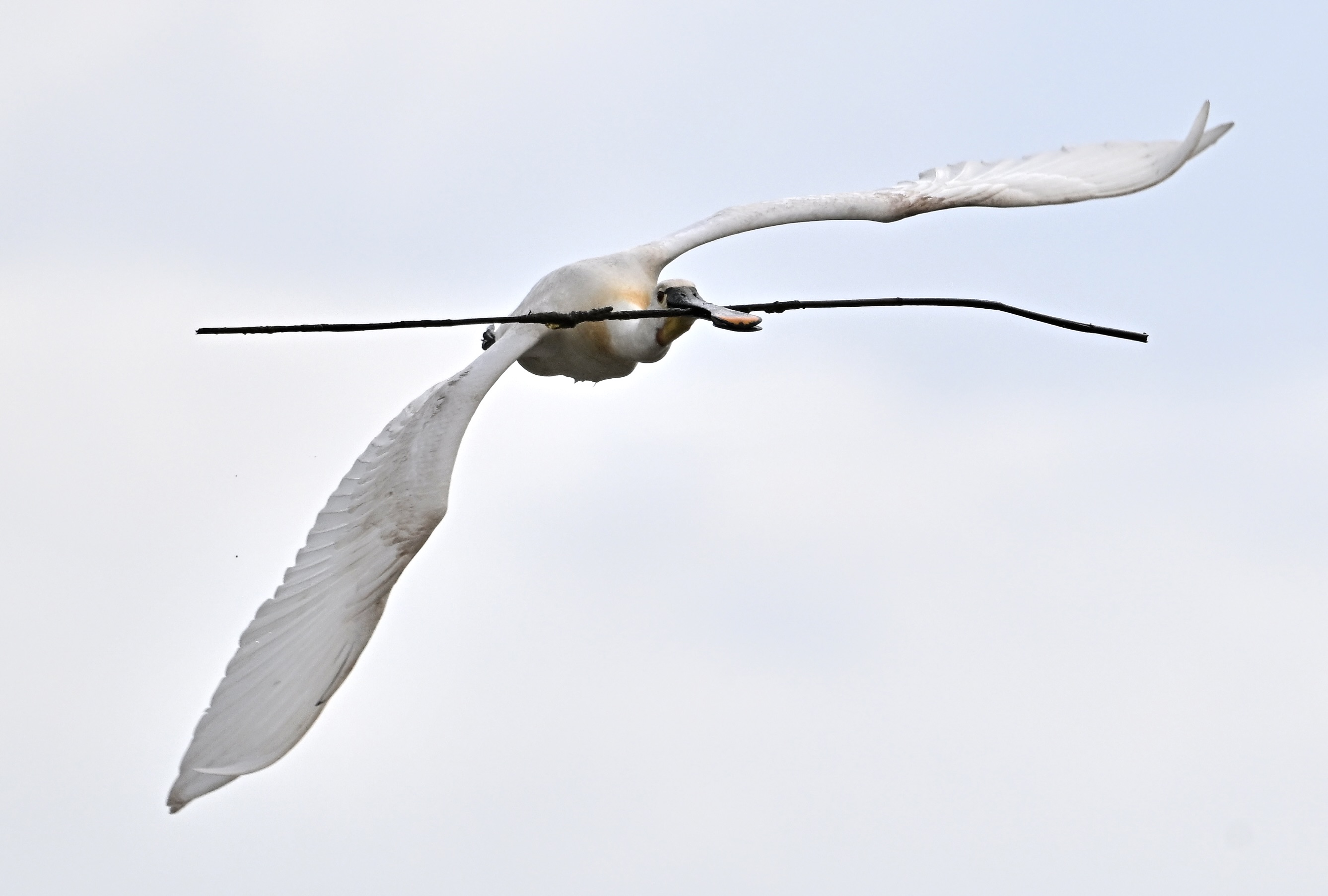 Spoonbill - 06-06-2025