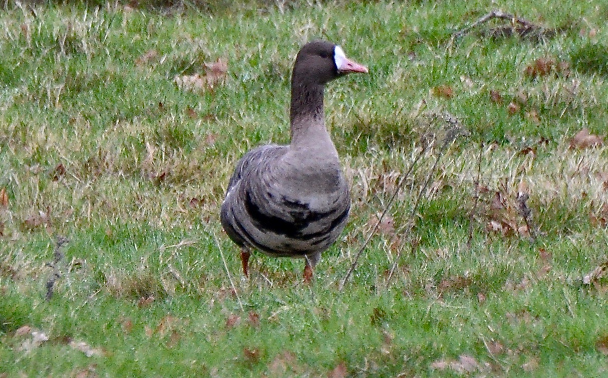 White-fronted Goose - 06-01-2022