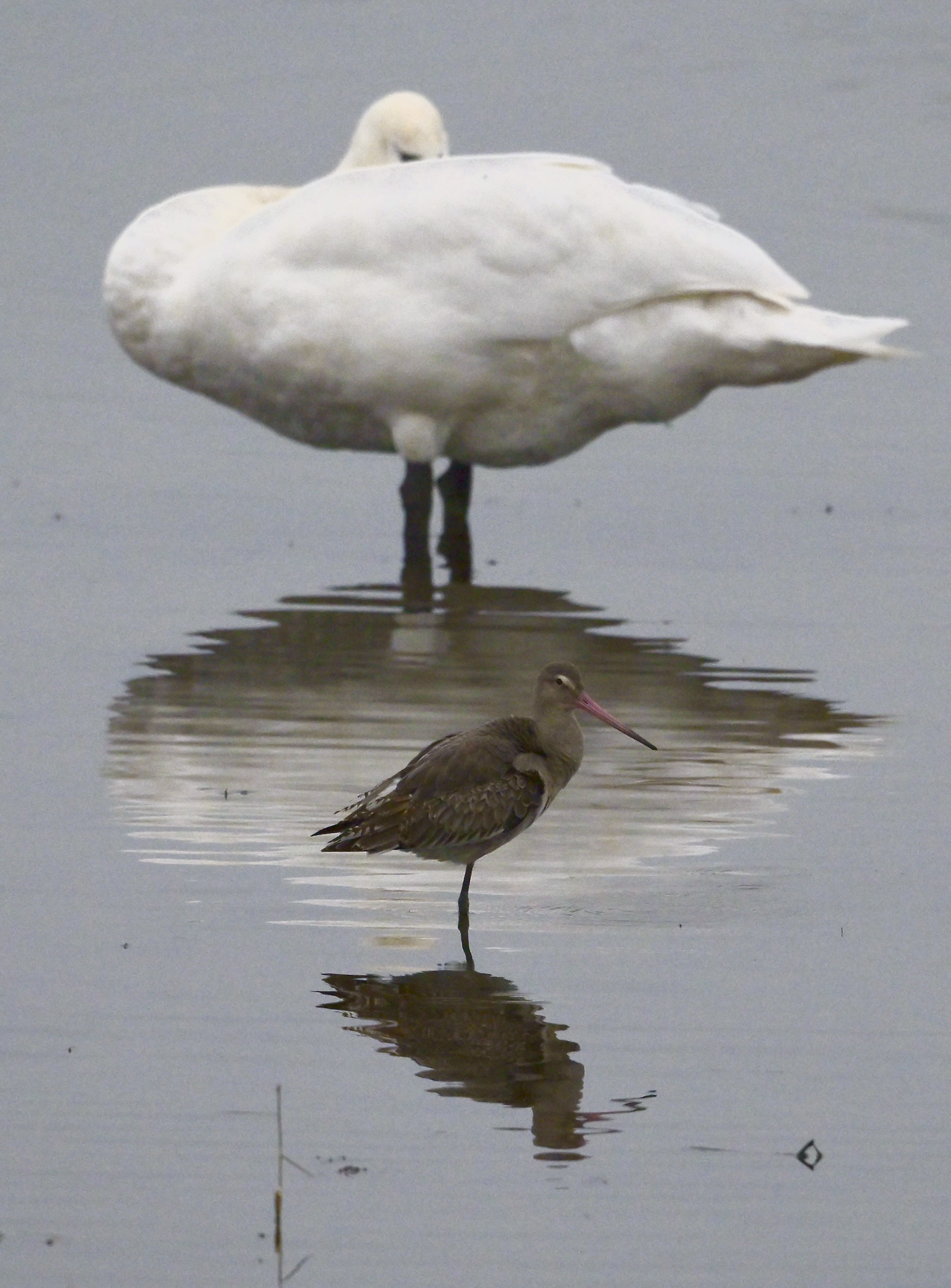 Black-tailed Godwit - 06-11-2024