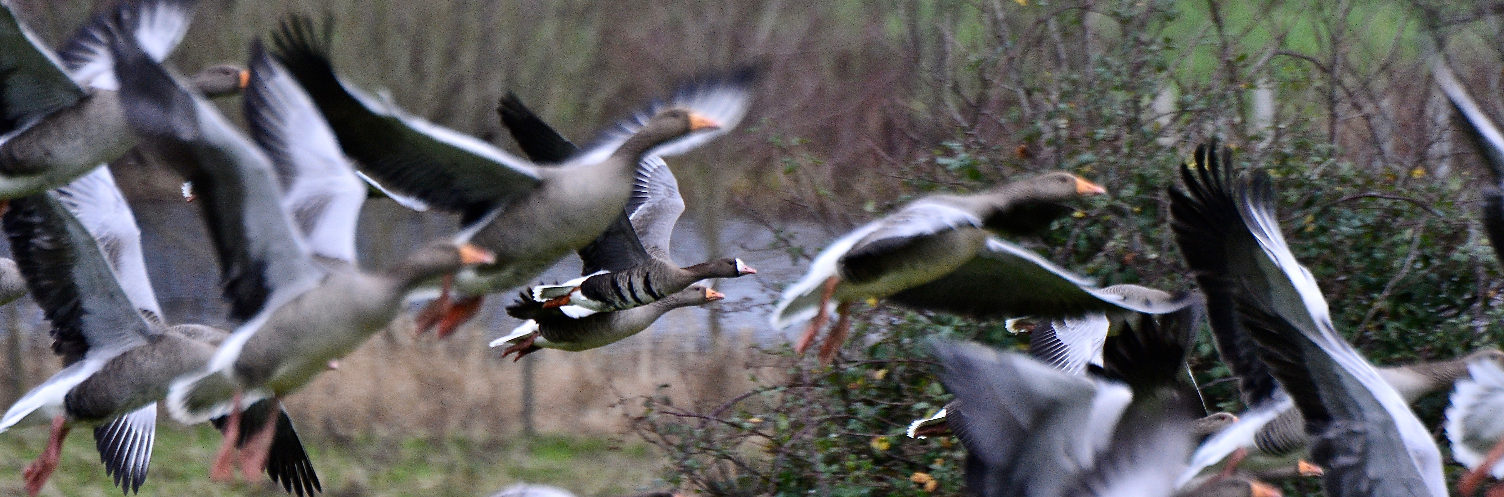 White-fronted Goose - 06-01-2022