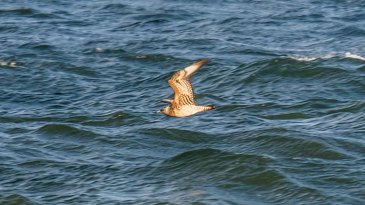 Pomarine Skua - 14-10-2023