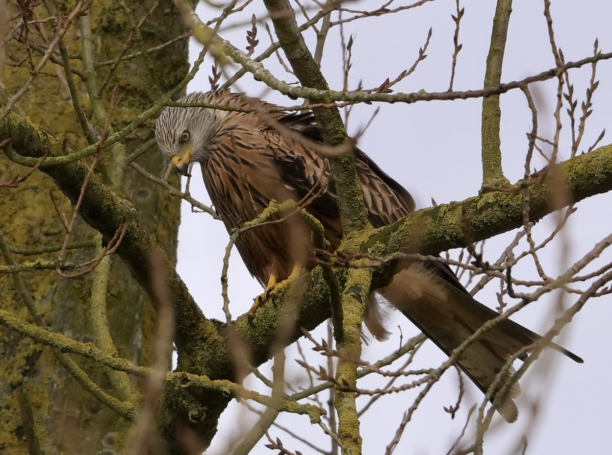 Red Kite - 31-12-2024