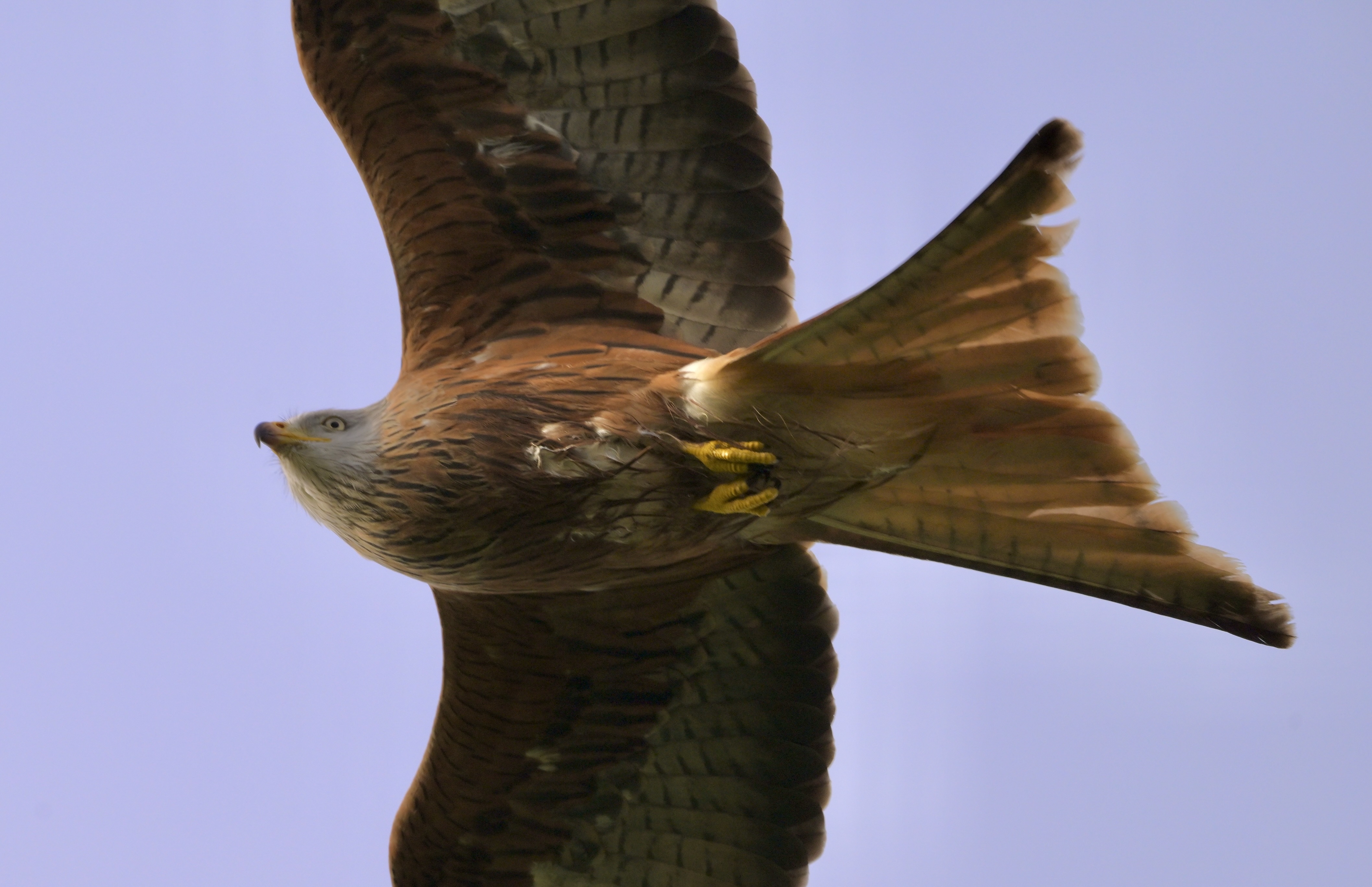 Red Kite - 31-12-2024