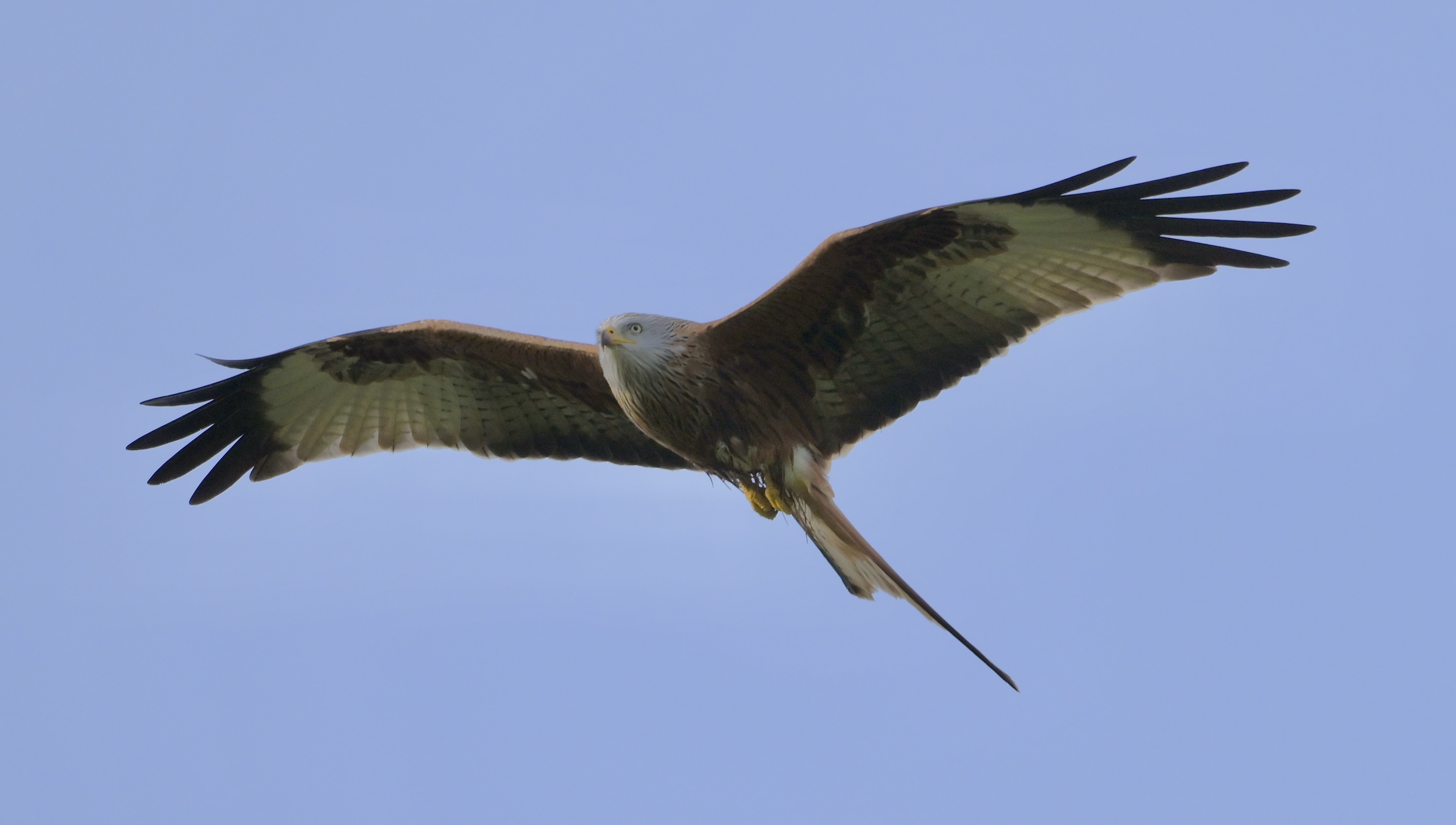 Red Kite - 31-12-2024