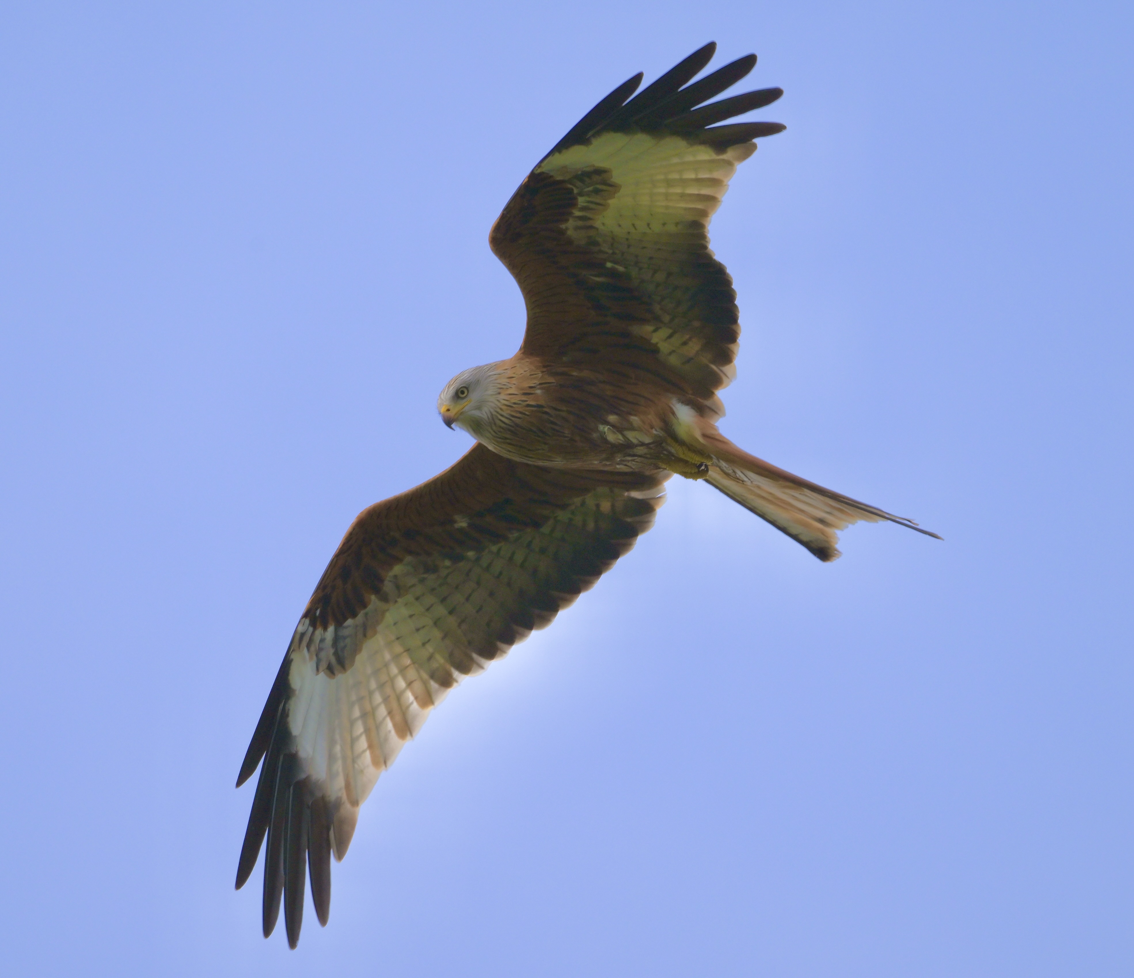 Red Kite - 31-12-2024