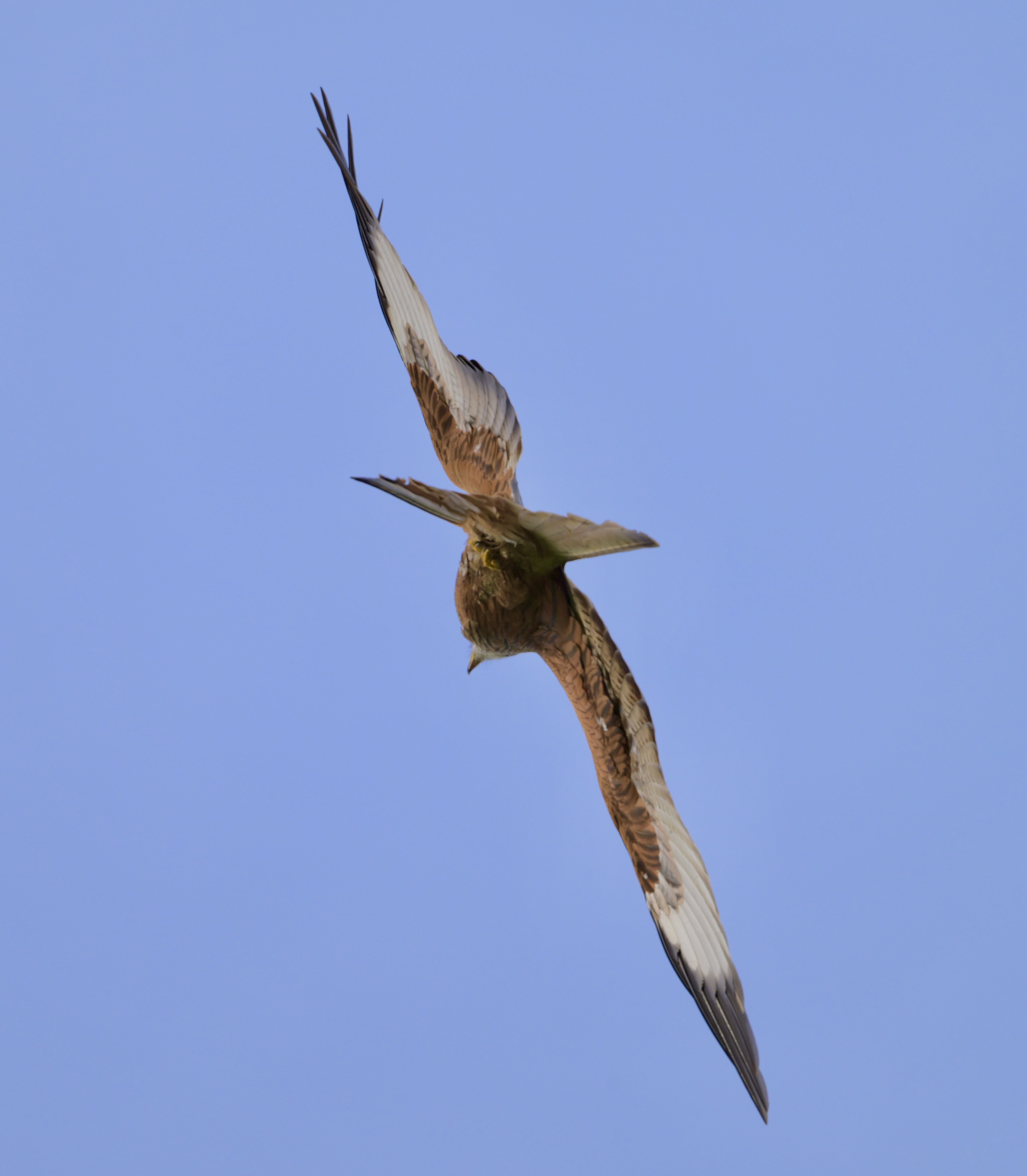 Red Kite - 31-12-2024