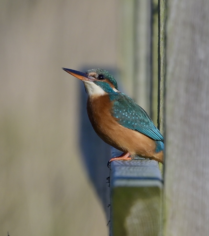 Kingfisher - 11-01-2025