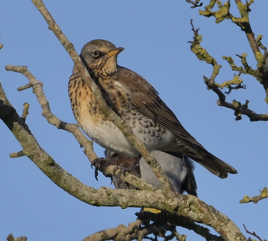 Fieldfare - 11-01-2025