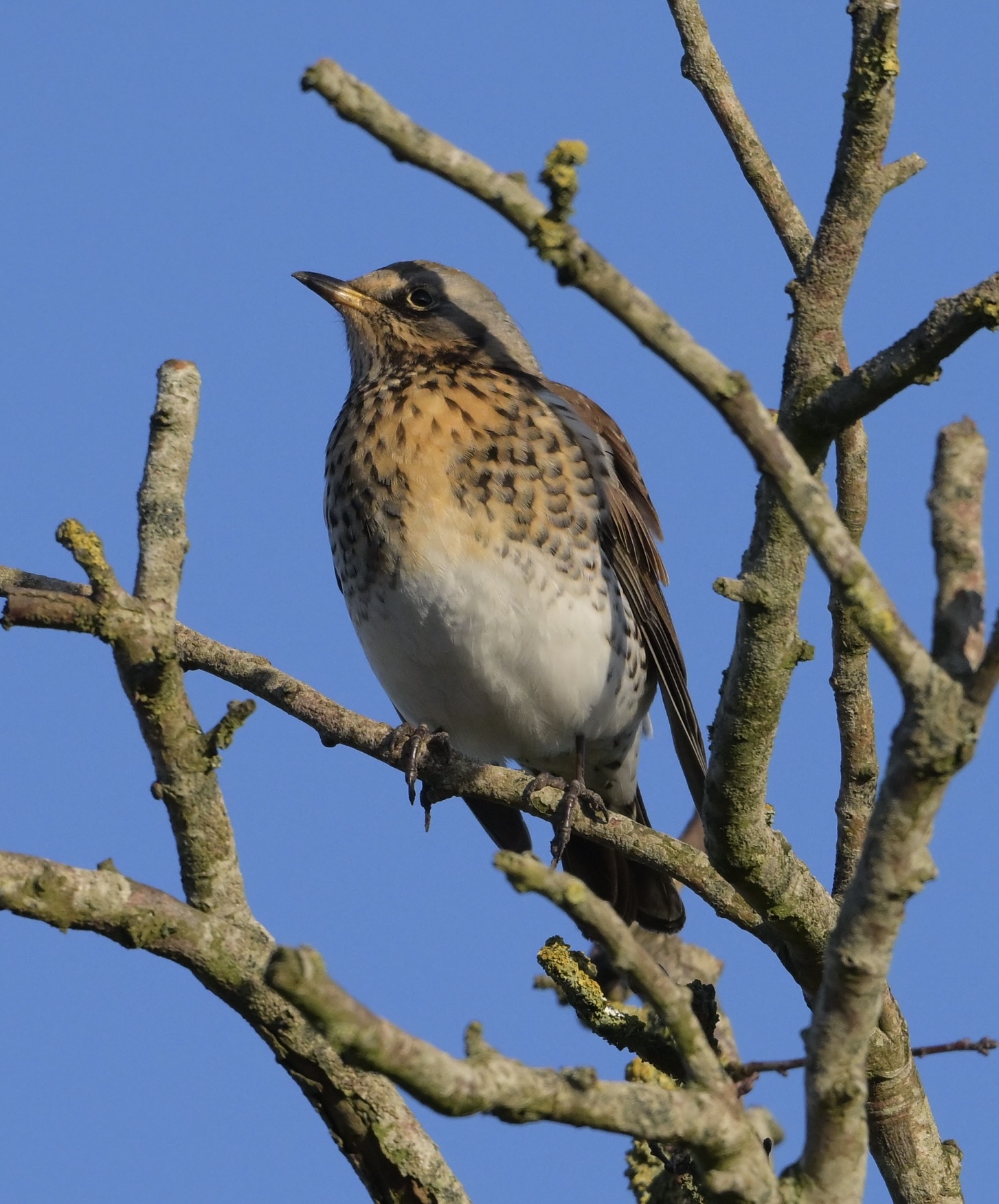 Fieldfare - 11-01-2025