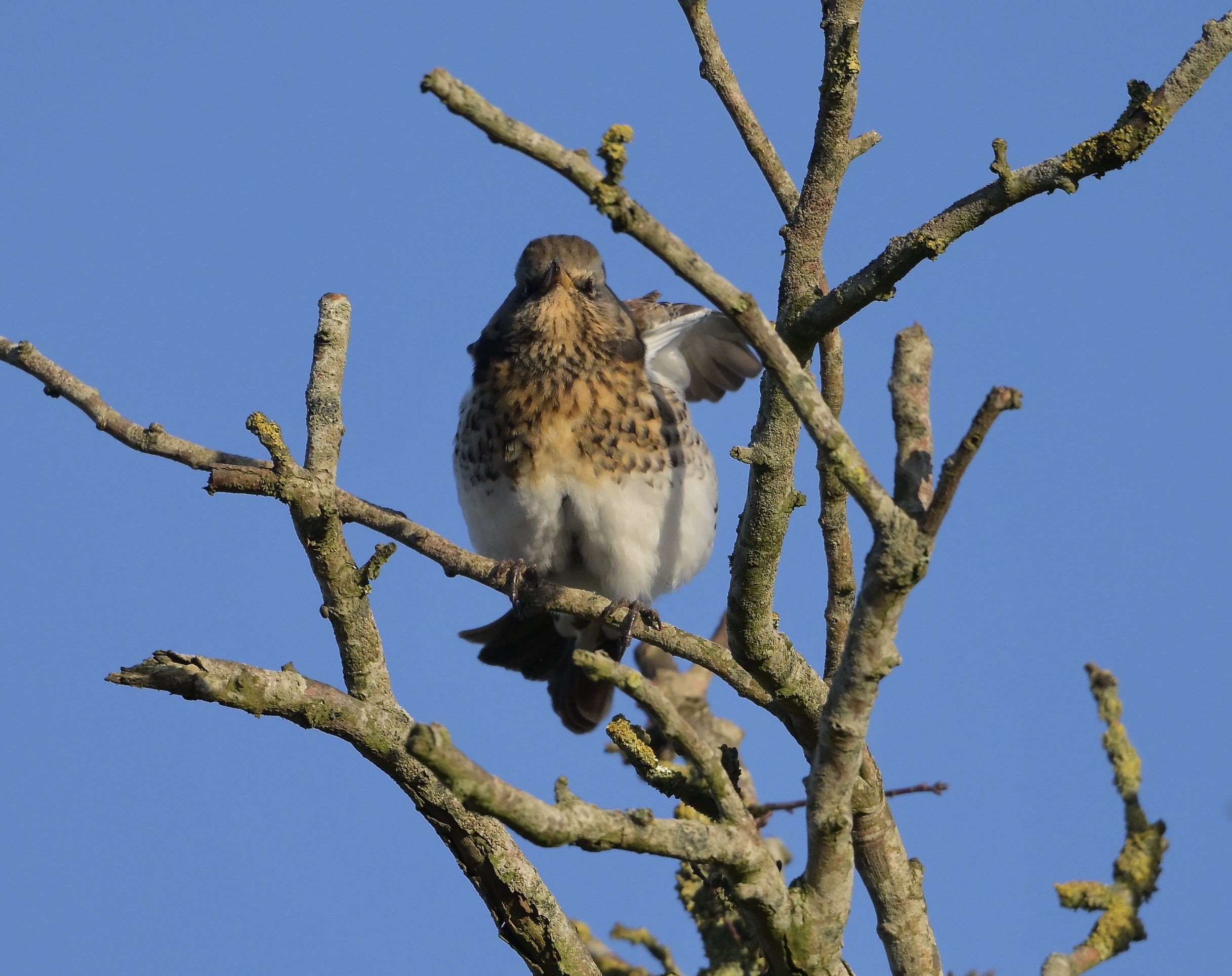 Fieldfare - 11-01-2025