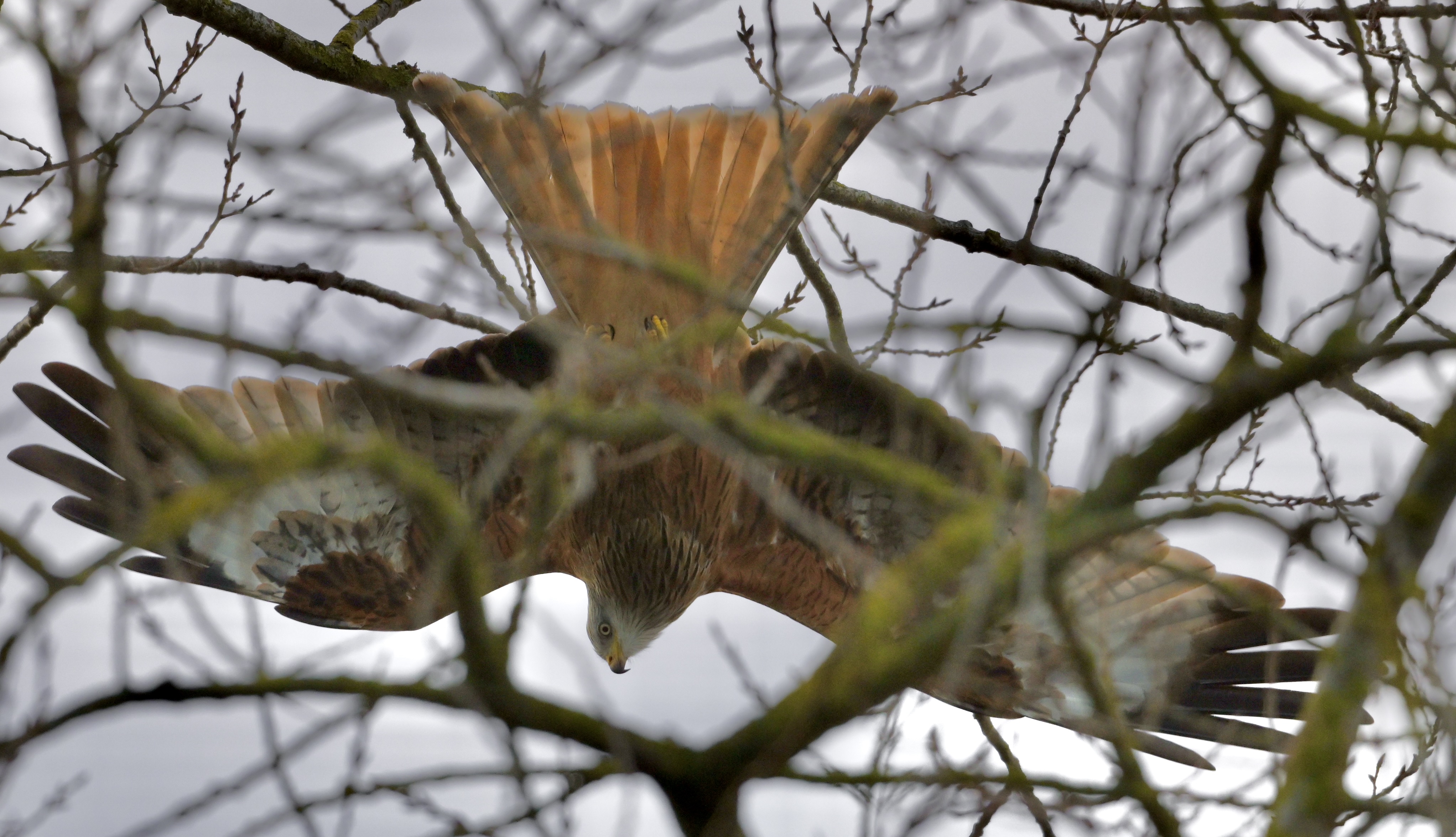 Red Kite - 12-01-2025